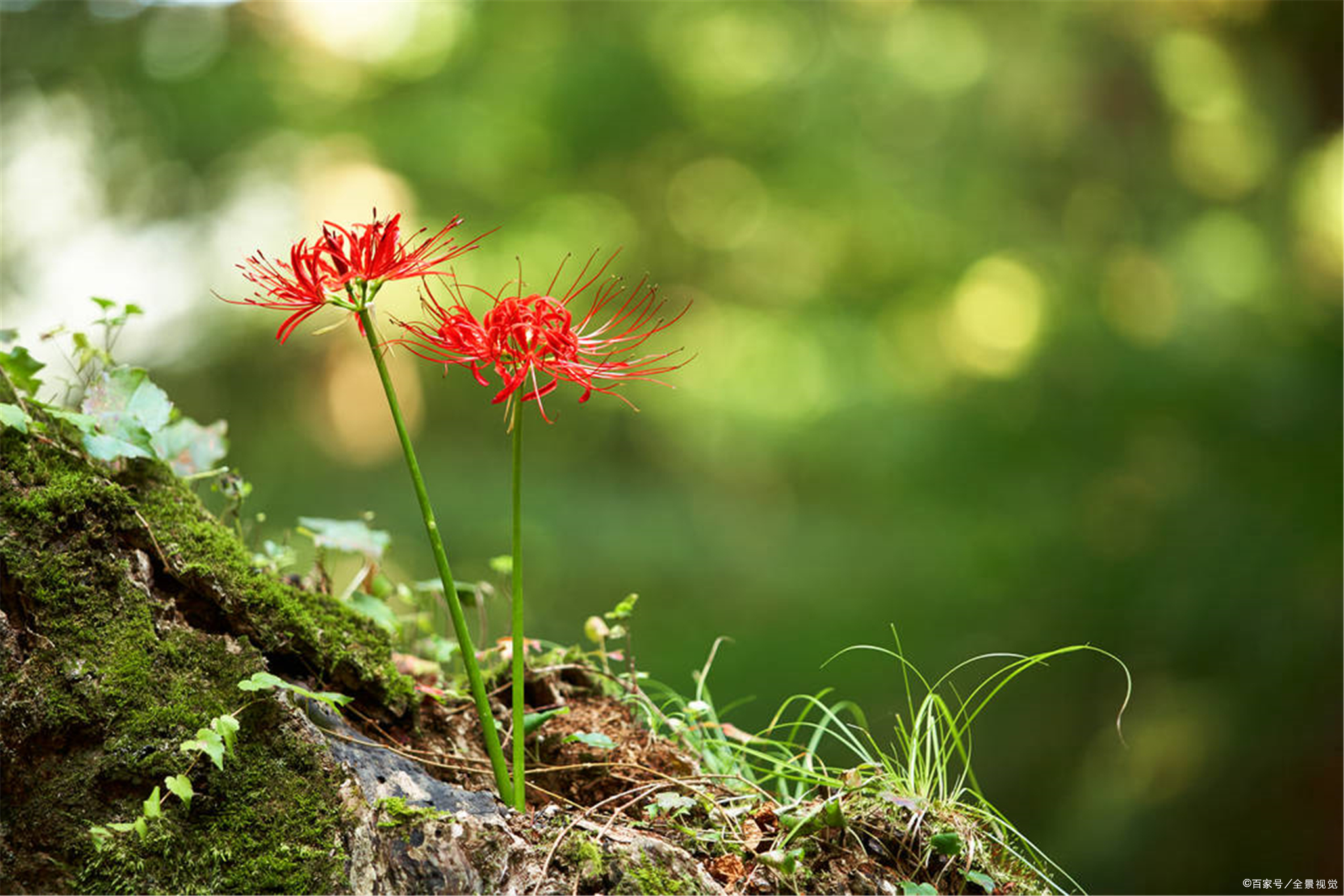 农村常见的彼岸花真的是"冥花"吗?在室内种植应该注意什么?