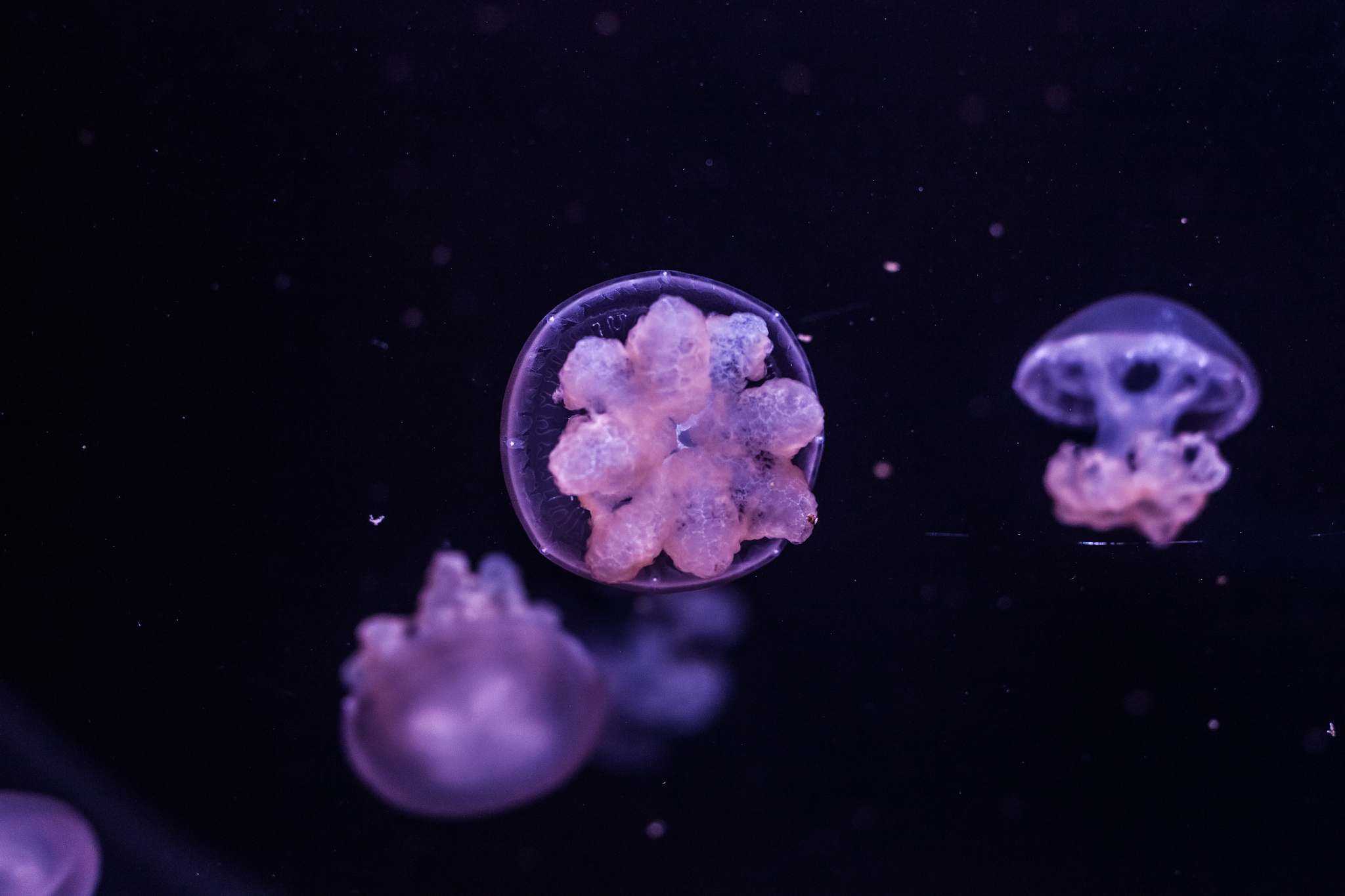 marble jellyfish, lychnorhiza lucerna, close up.
