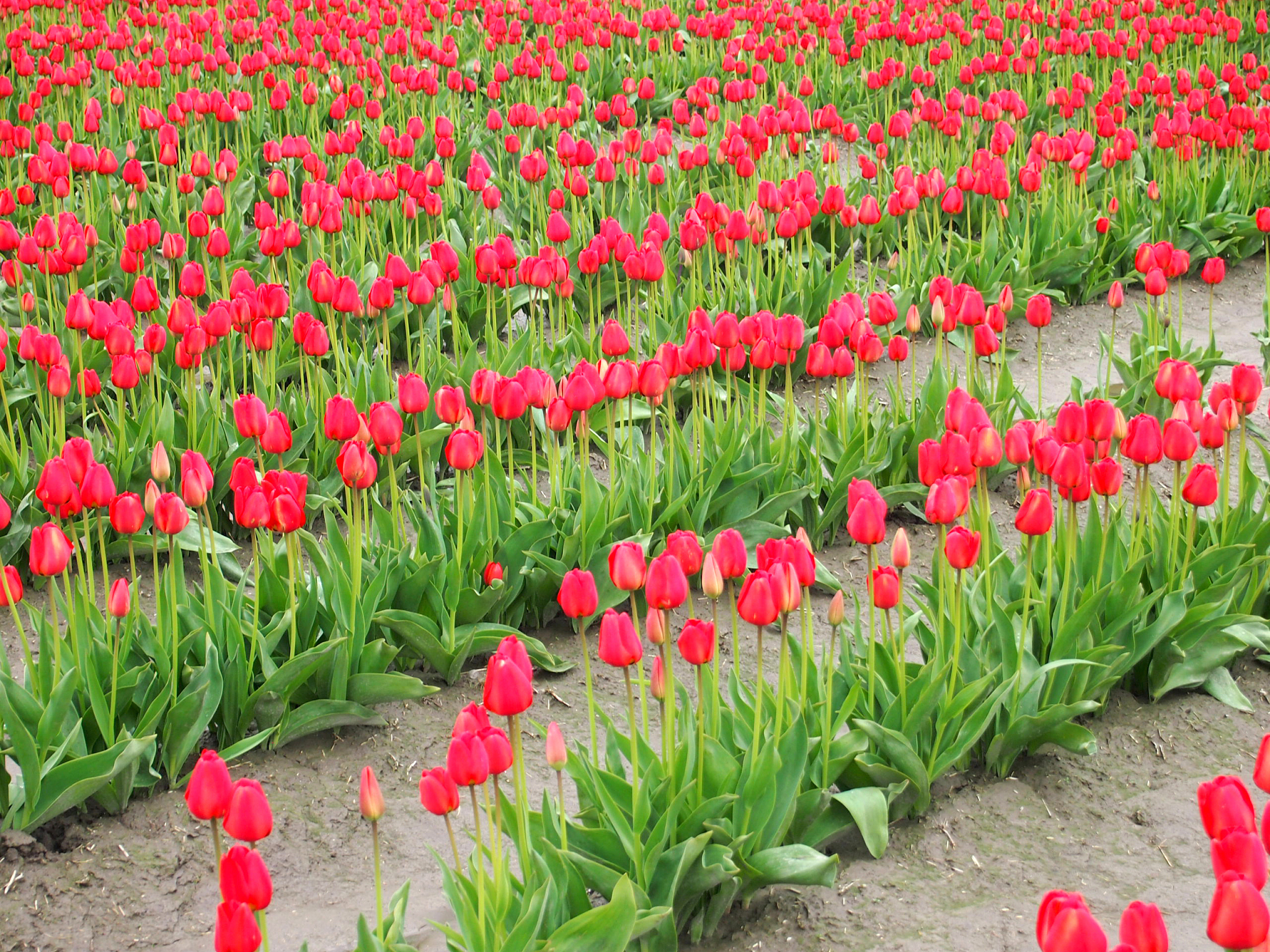 耧斗菜和郁金香如果搭配回答+拓展