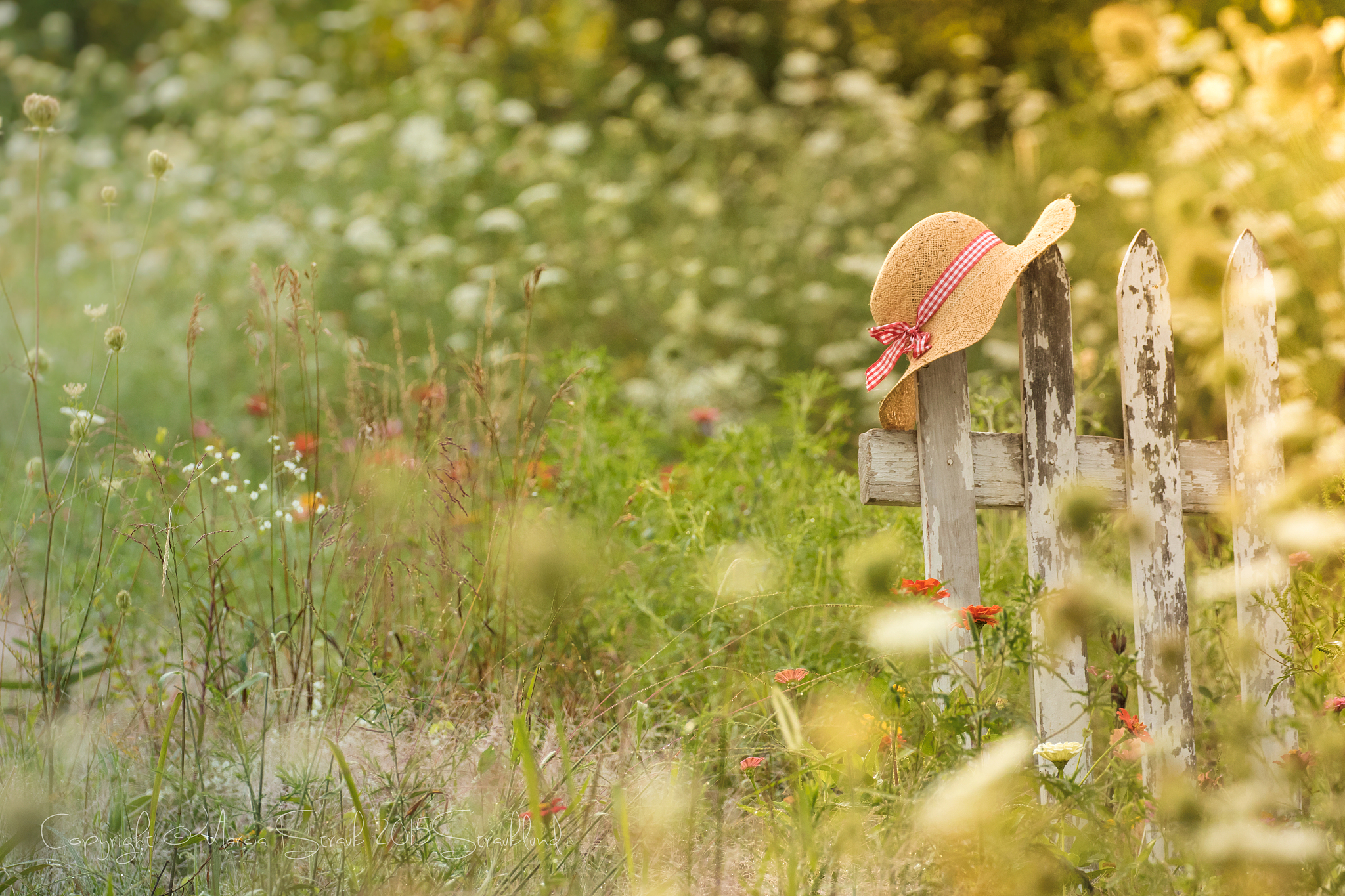 初夏的诗意：感受温暖与活力