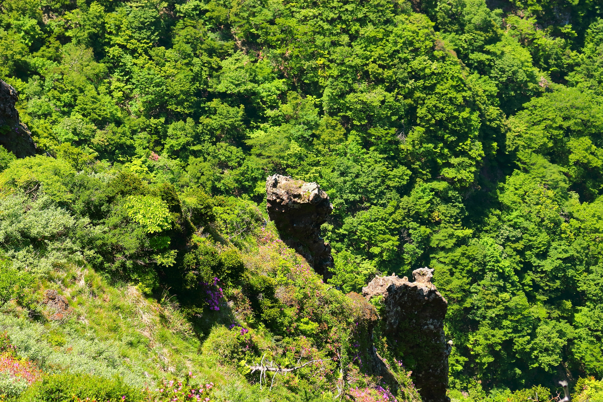 植物气候顶级、顶级格局和顶级群落理论对比：相同点和不同点