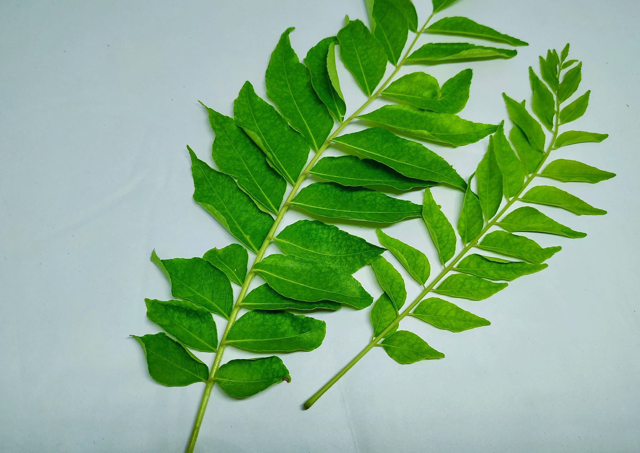 curry leaves images, stock photos