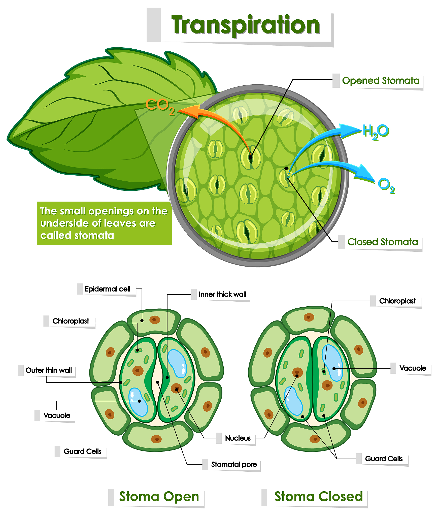 JOURNAL OF GENERAL PLANT PATHOLOGY期刊研究范围：植物病理学全方位覆盖