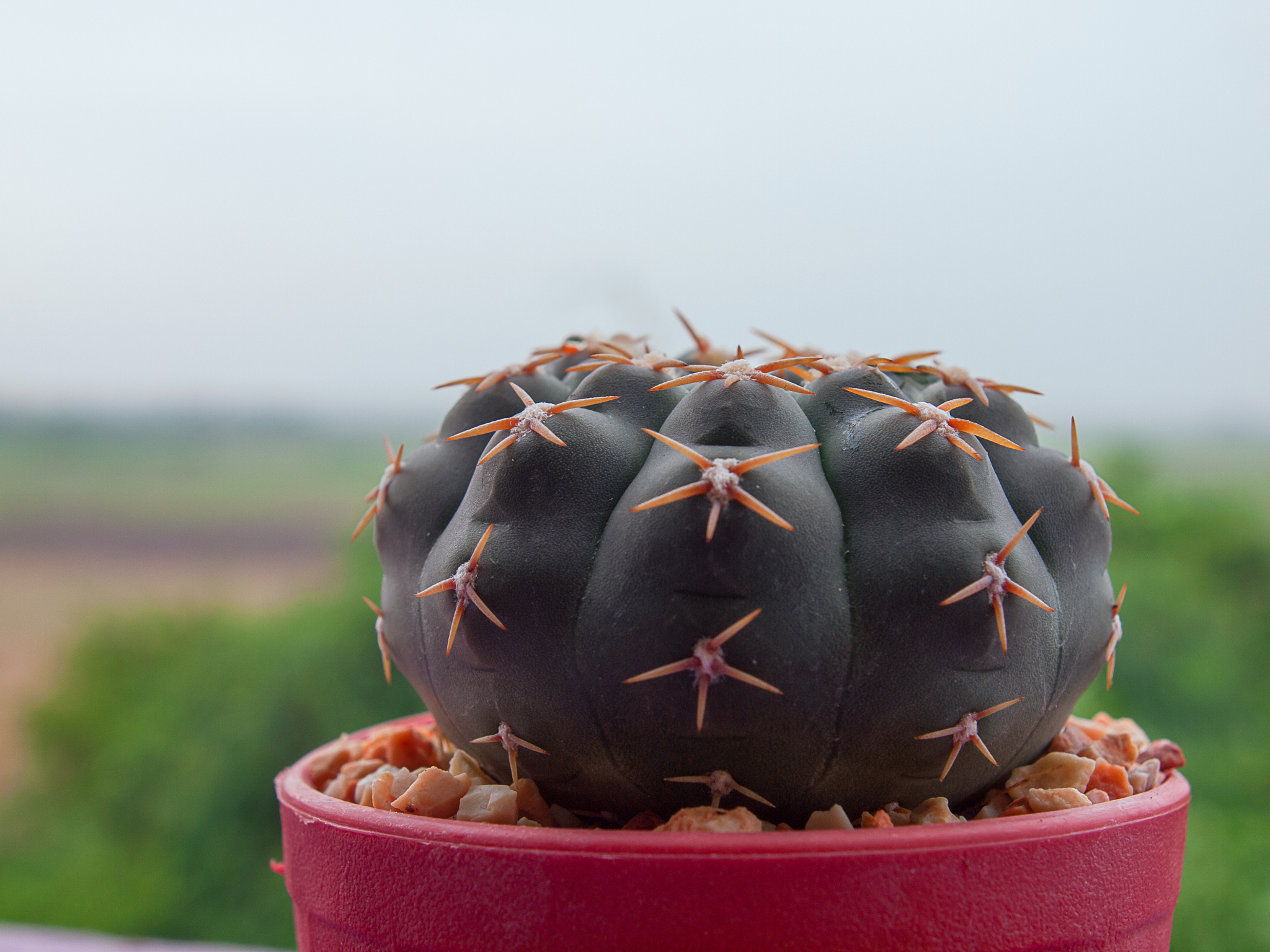 刺梨:形态特征、种植技巧及注意事项