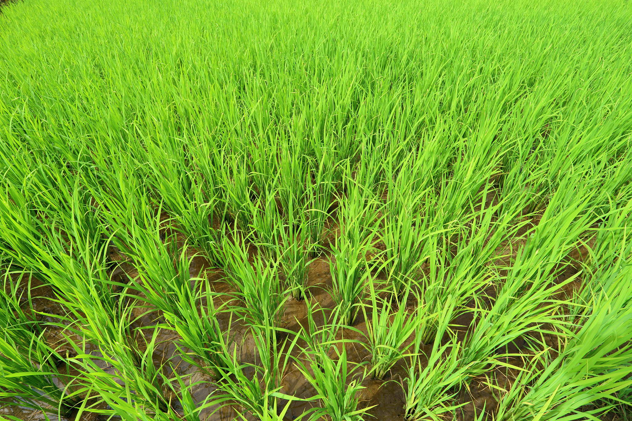 小麦生产中病虫害综合防治技术及种植技术优化研究综述