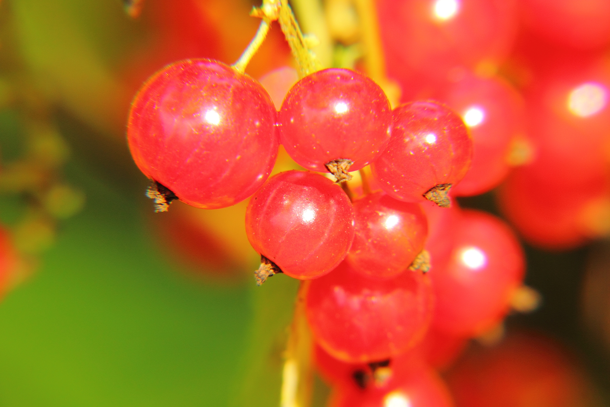 red currant. berries.