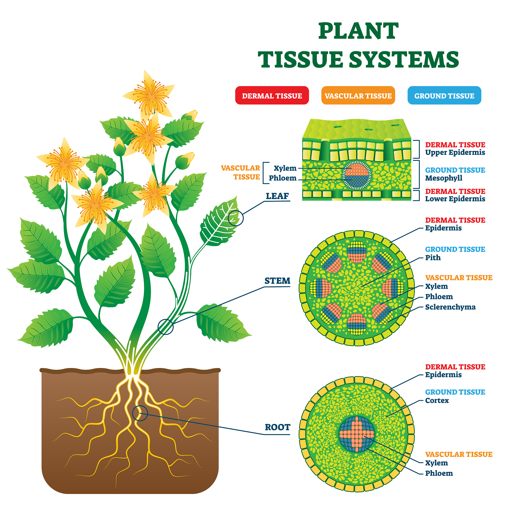 你了解植物科学技术吗