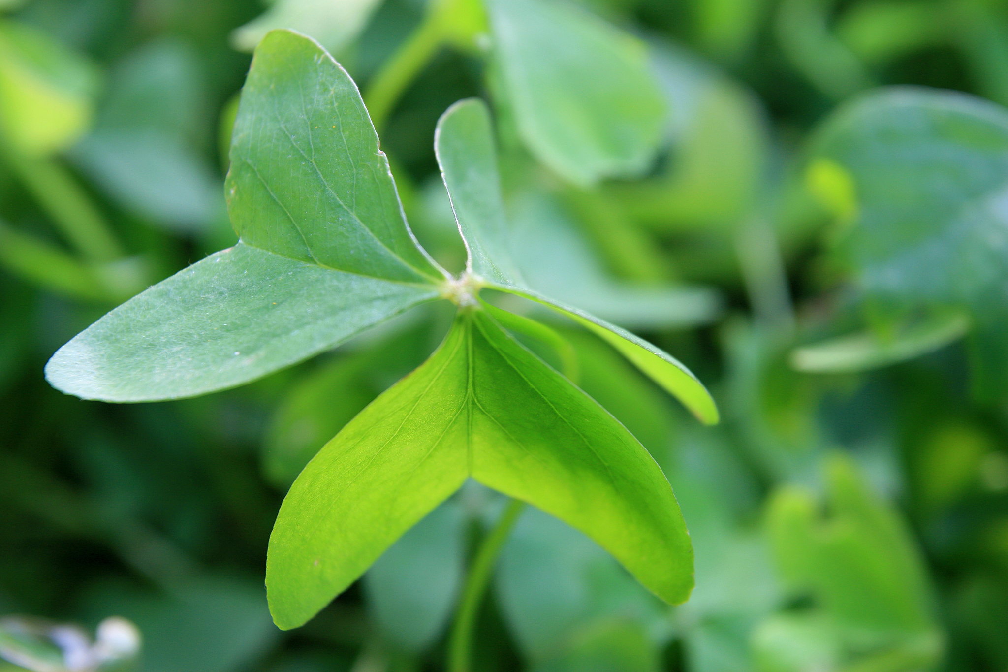 clover.