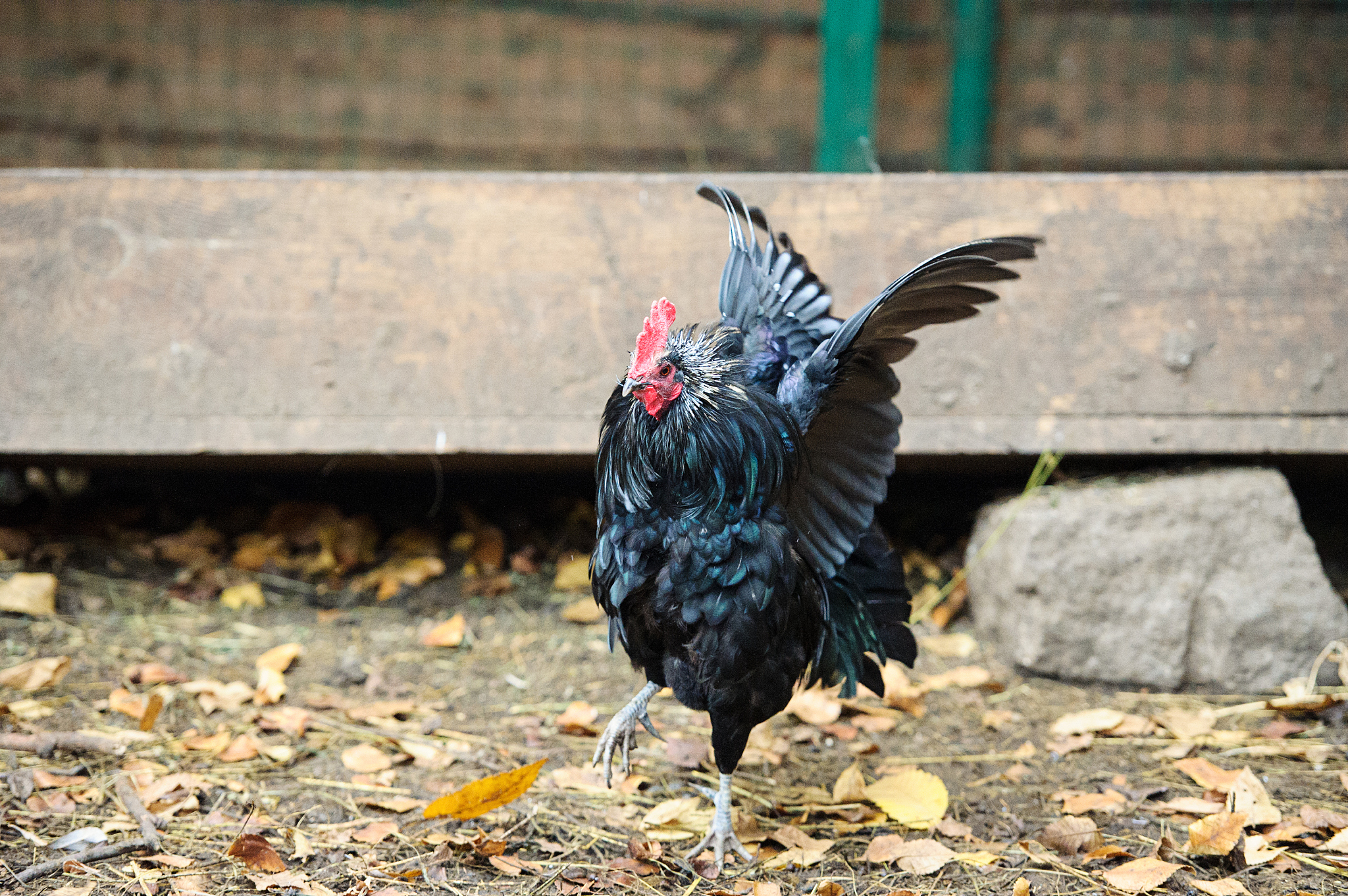 chicken