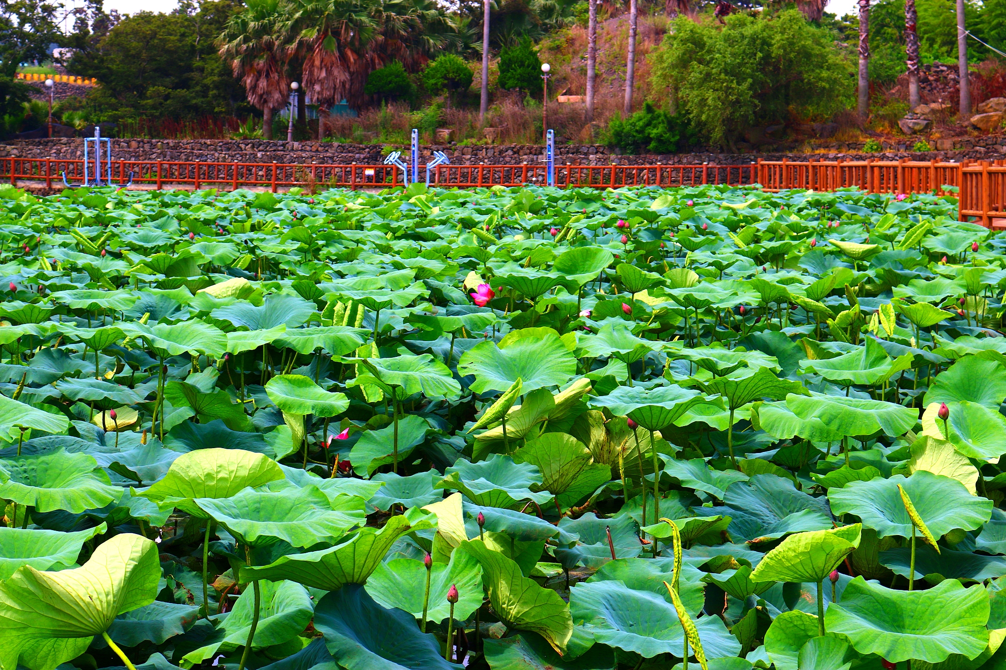 softening garden, pond, lotus, lake, flower network,