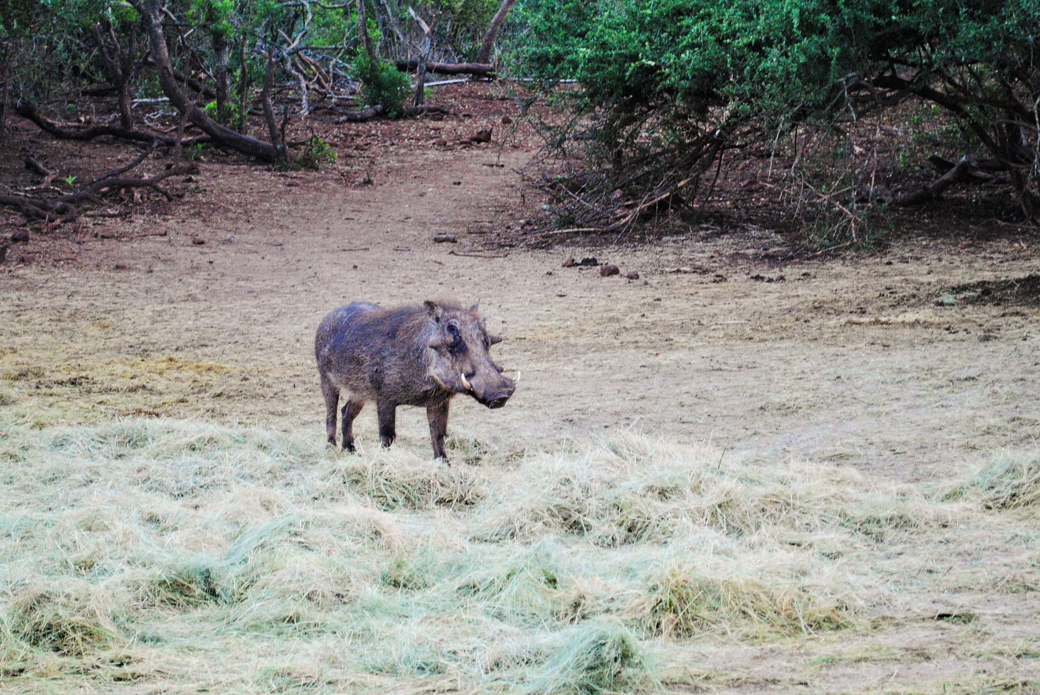 chatGPT描述狮子在洞中将一只疣猪抓出来的精彩过程狮子在洞中嗅着空气闻到了猪的气味迅速挤过岩石跨过树丛悄悄地趁着夜色踏上了猎杀旅程。它们走进树林深处耳朵朝后脚步轻盈却敏捷。突然狮子发现了一只疣猪在采食野果于是它们开始分工合作有的潜伏到较高的位置有的贴地而行全方位包围着这只疣猪。疣猪发现了不对劲开始暴跑但这并没有逃脱狮子们轻松的目光和邪恶的计划。当它以为自己已经安全时其中一只狮子已经扑向了它将它