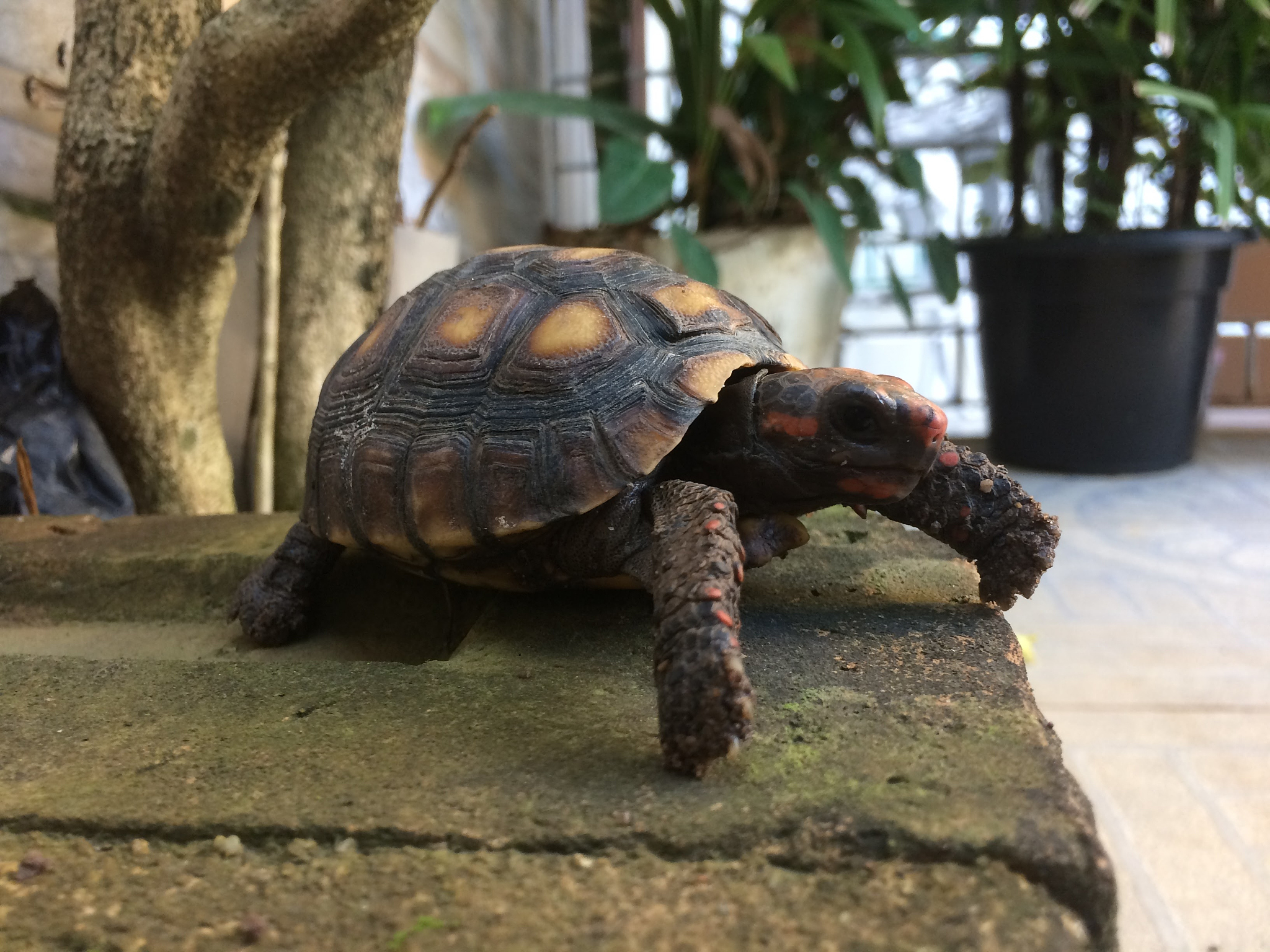close-up of tortoise on retaining wall
