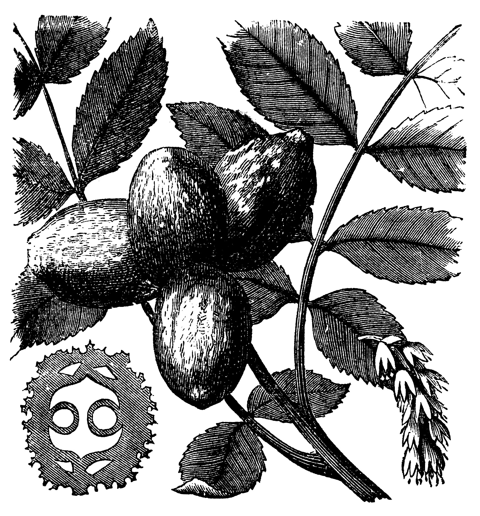 Juglarea: A New Word for Gray Walnut Trees