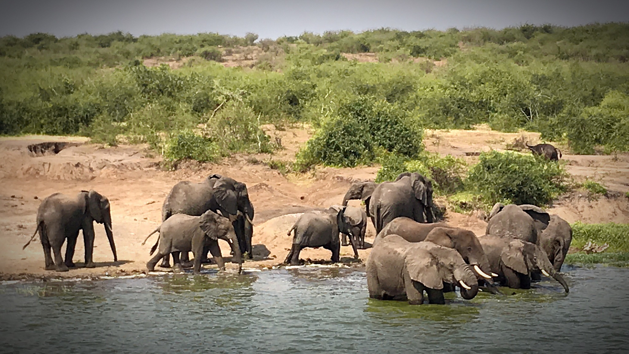 云南现43头野生亚洲象群！种群恢复成果显著