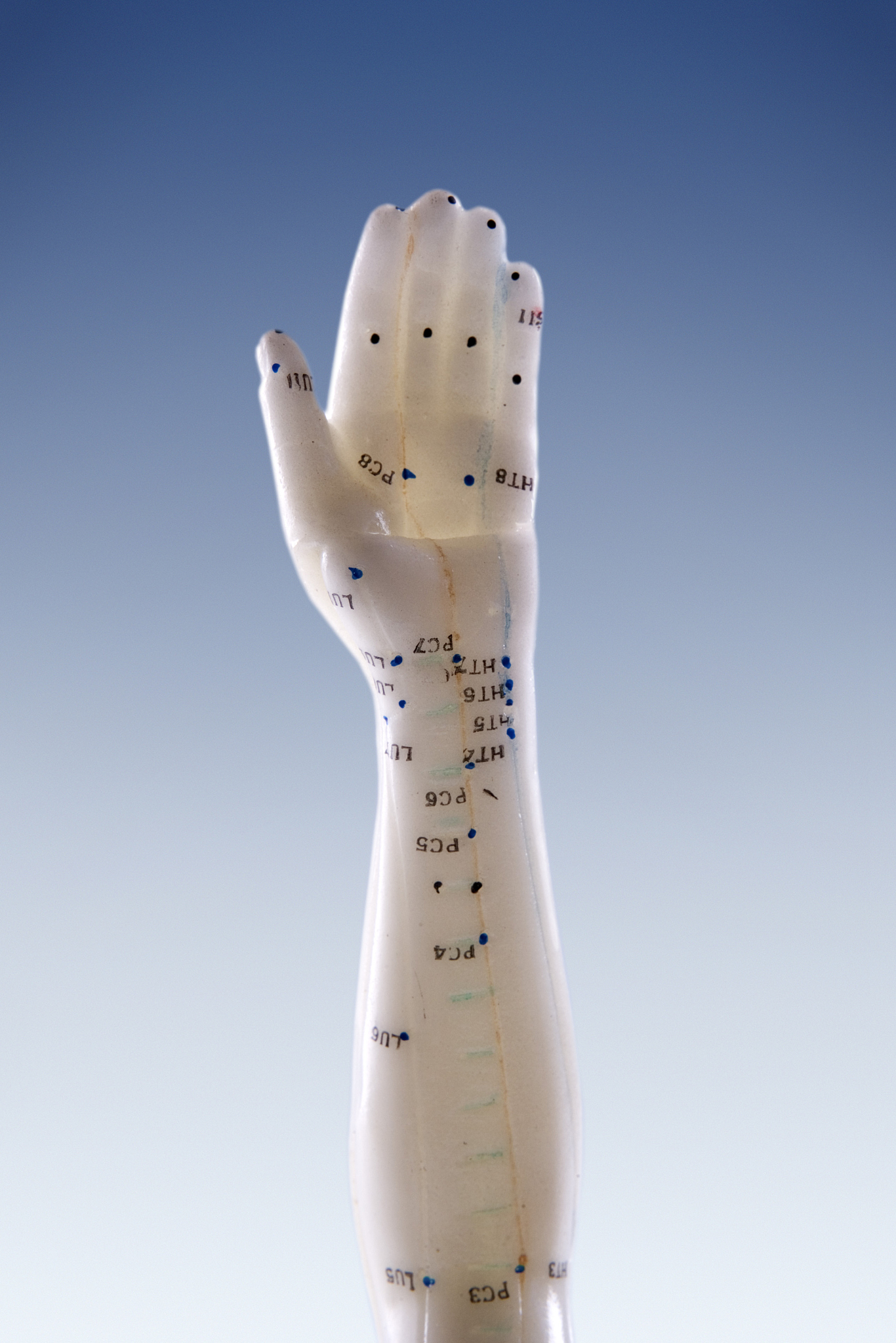 model of hand