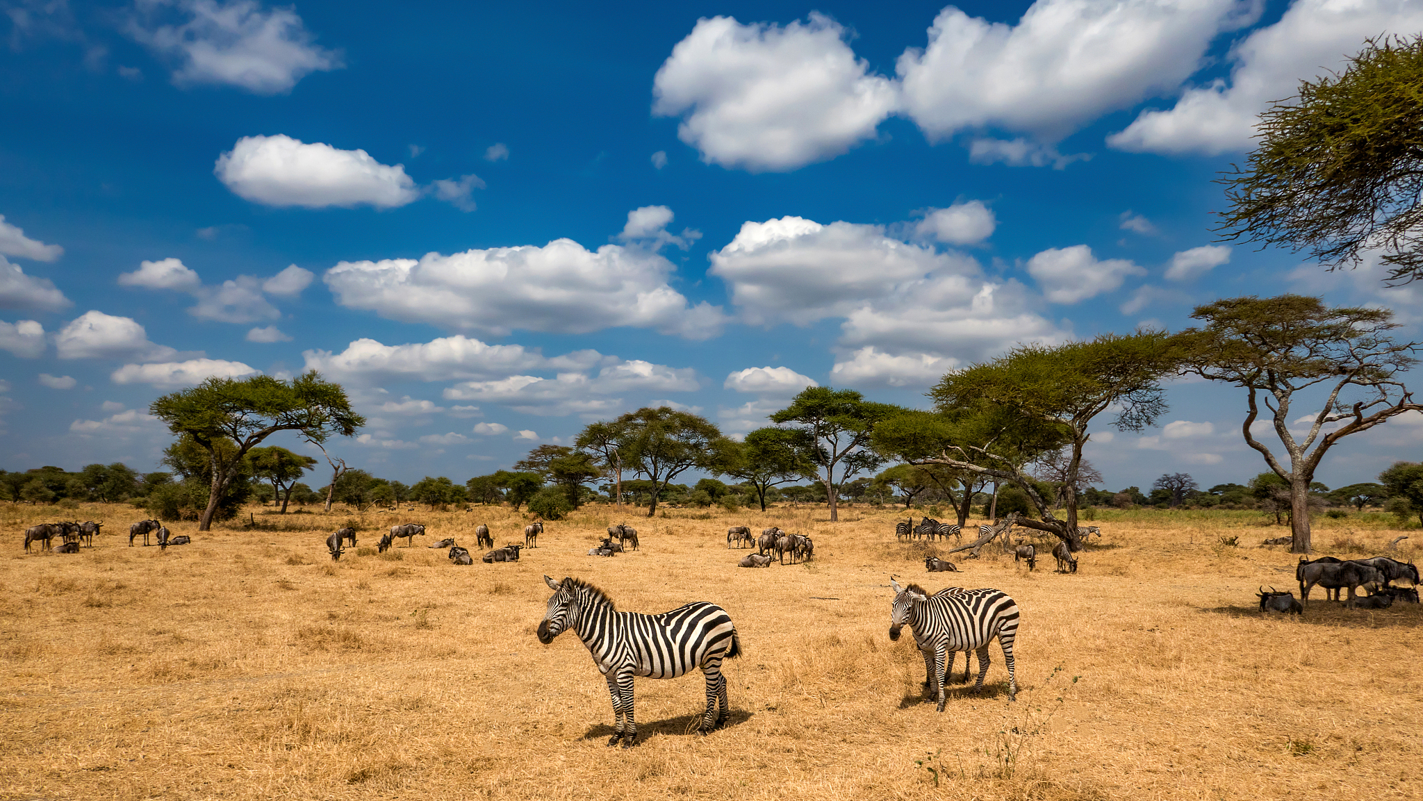 zebras in tarangire national park