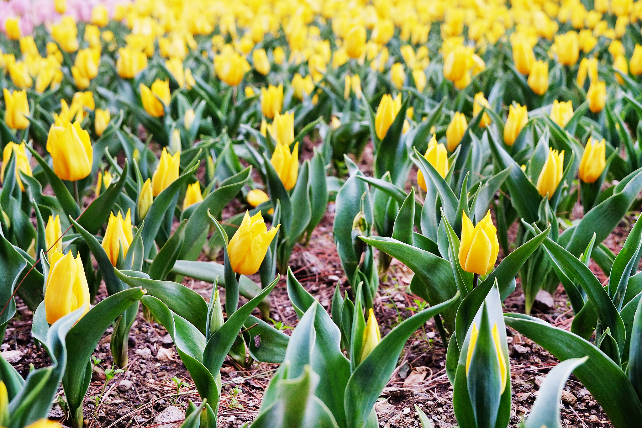 colorful flowers planted in the park at spring time.