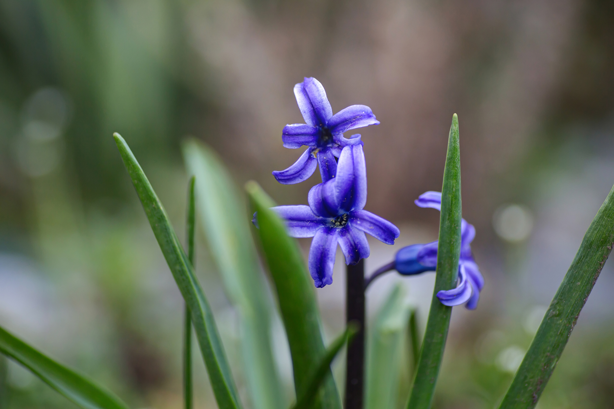 purple flowers of glory of the snow / schneeglanz (chionodoxa fo