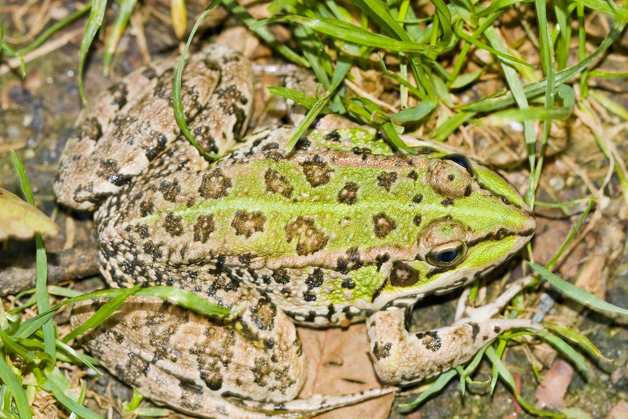 给我写一篇非常完整的沙漠雨蛙