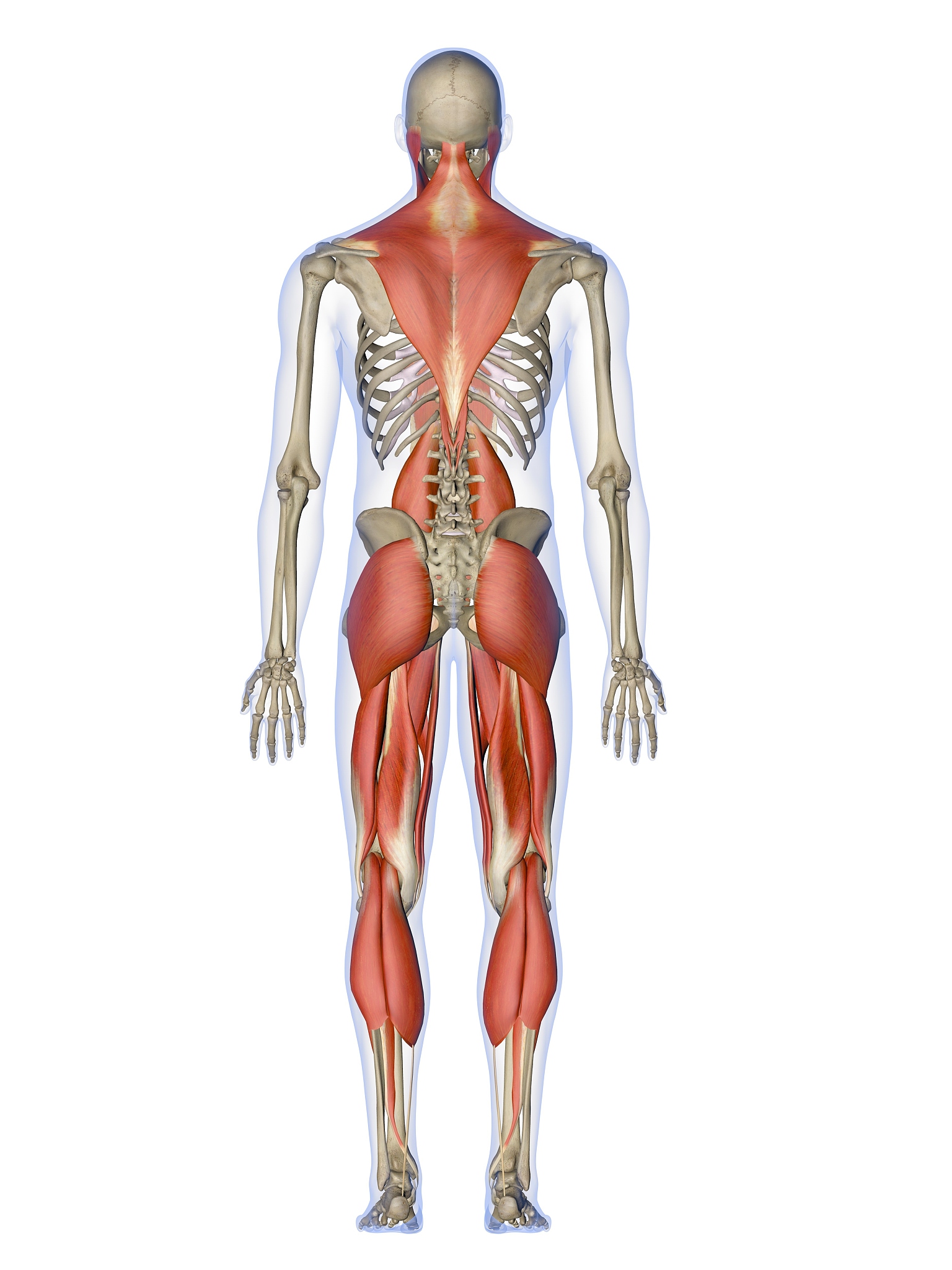 艺用解剖学每日学习总结：人体骨骼和肌肉系统