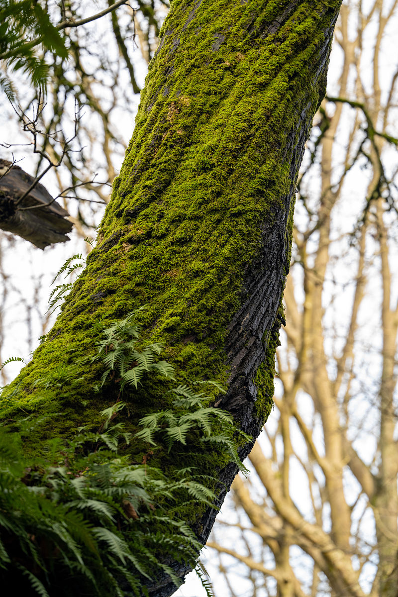 shu的四个声调对应的汉字