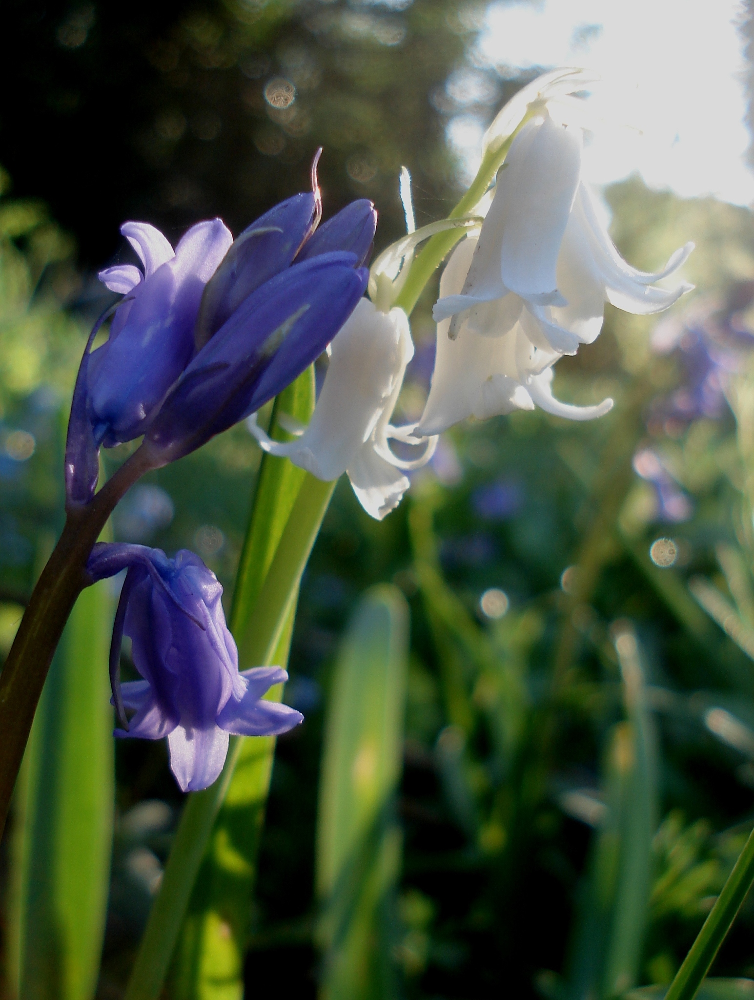 blue & white