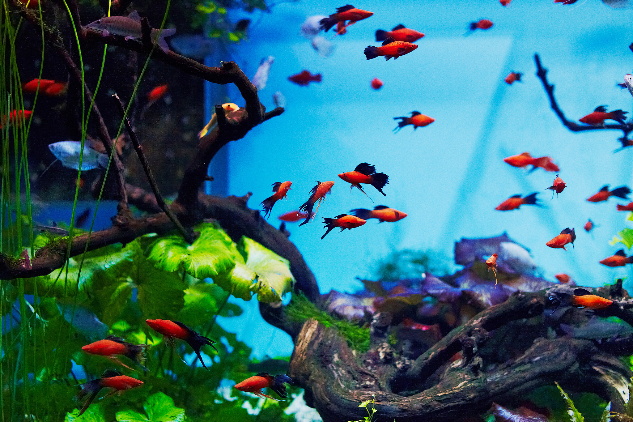 xiphophorus fishes in aquarium