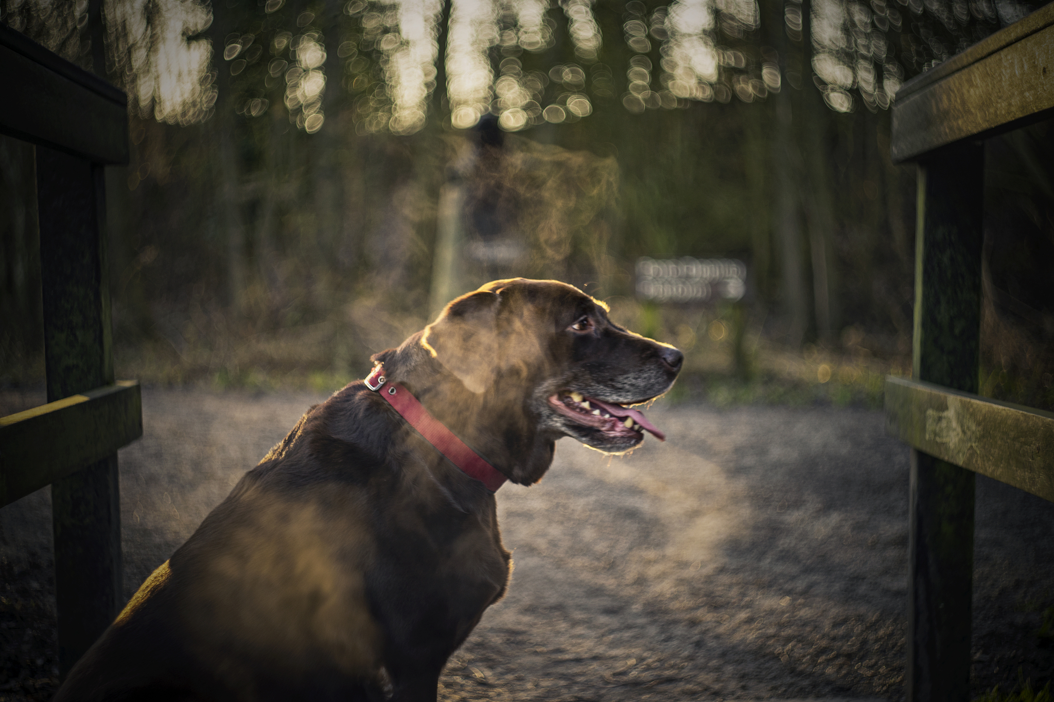 犬先天性静止性夜盲发病率
