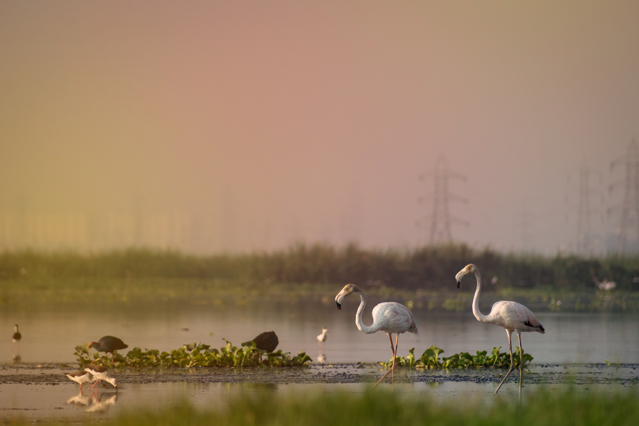 飞舞精灵，诗画湿地：探秘射阳丹顶鹤与千鹤湖公园