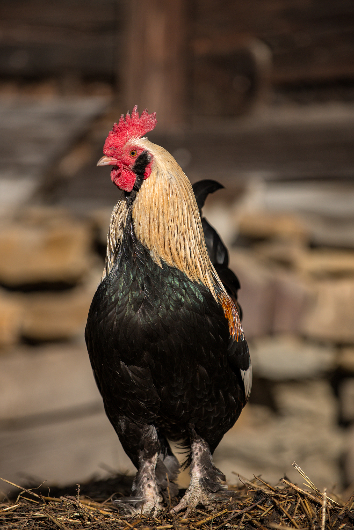 chickens on traditional free range poultry farm