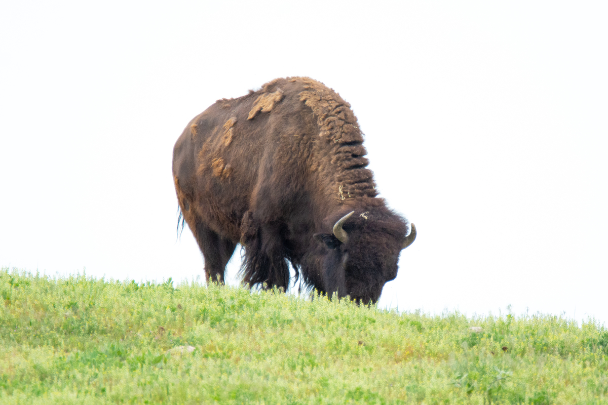 头牛河马的冒险之旅：从陌生到适应