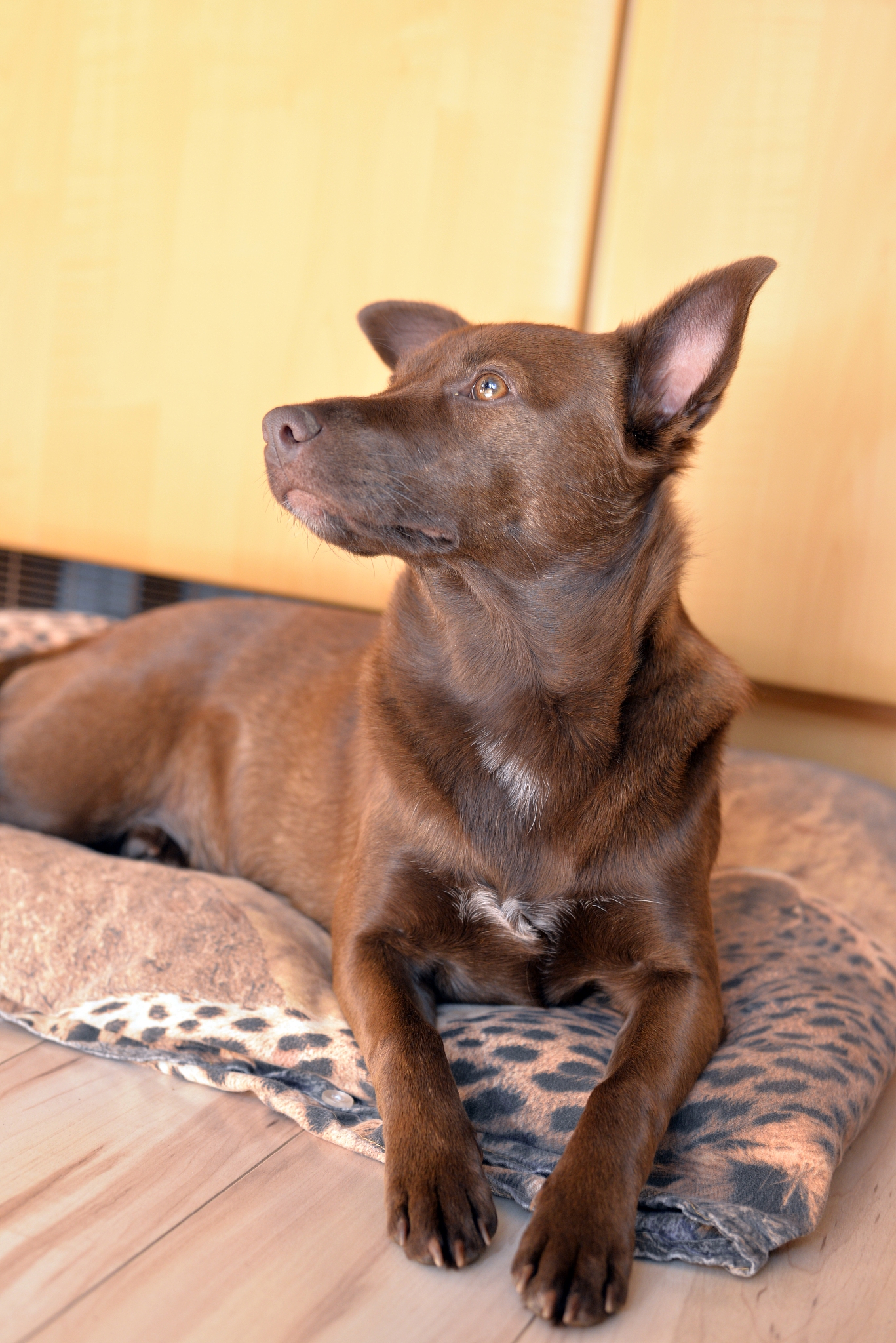 铜仁市技工学校宠物养护与经营专业教学课程包含哪些