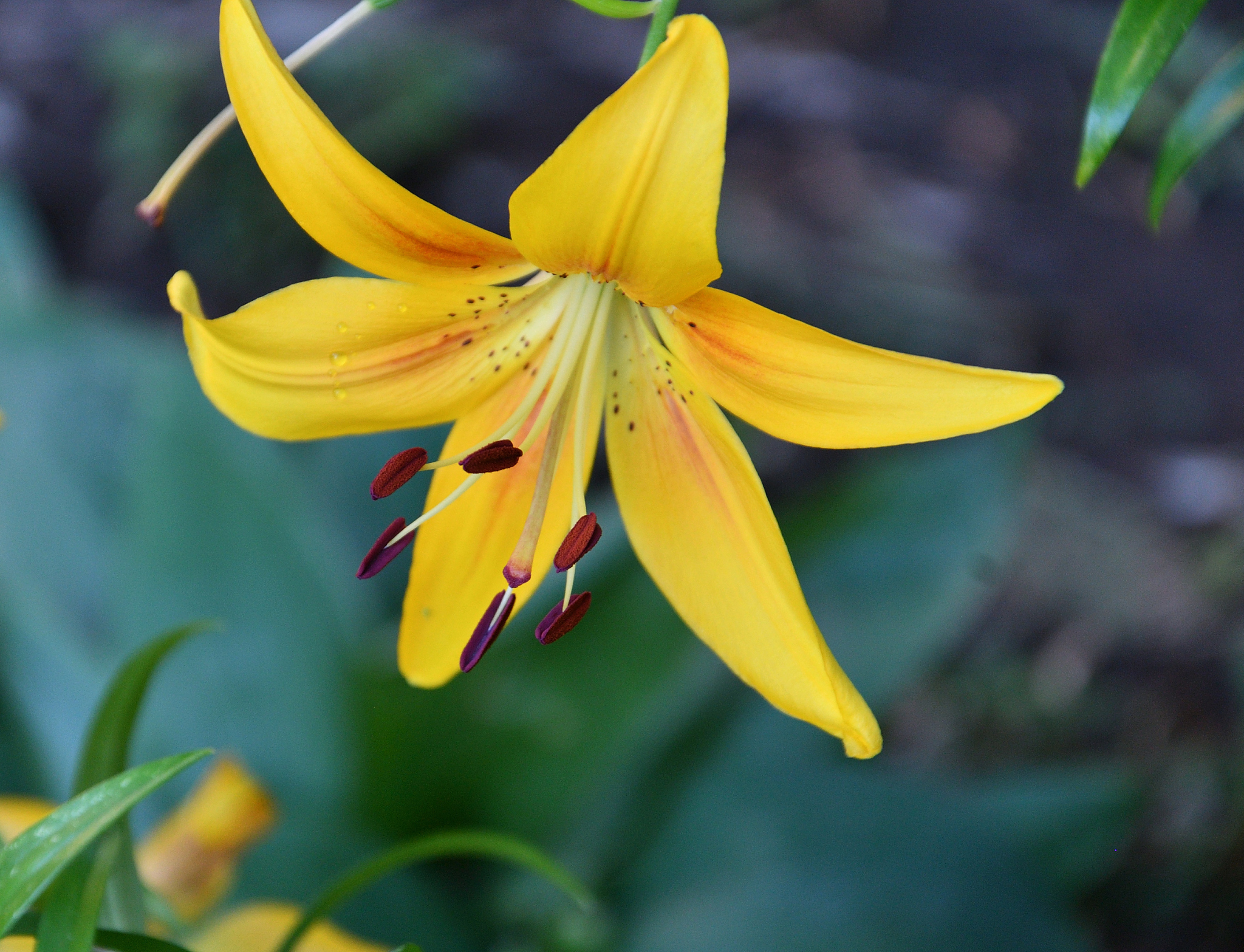 植物识别分类：日常生活中的重要意义