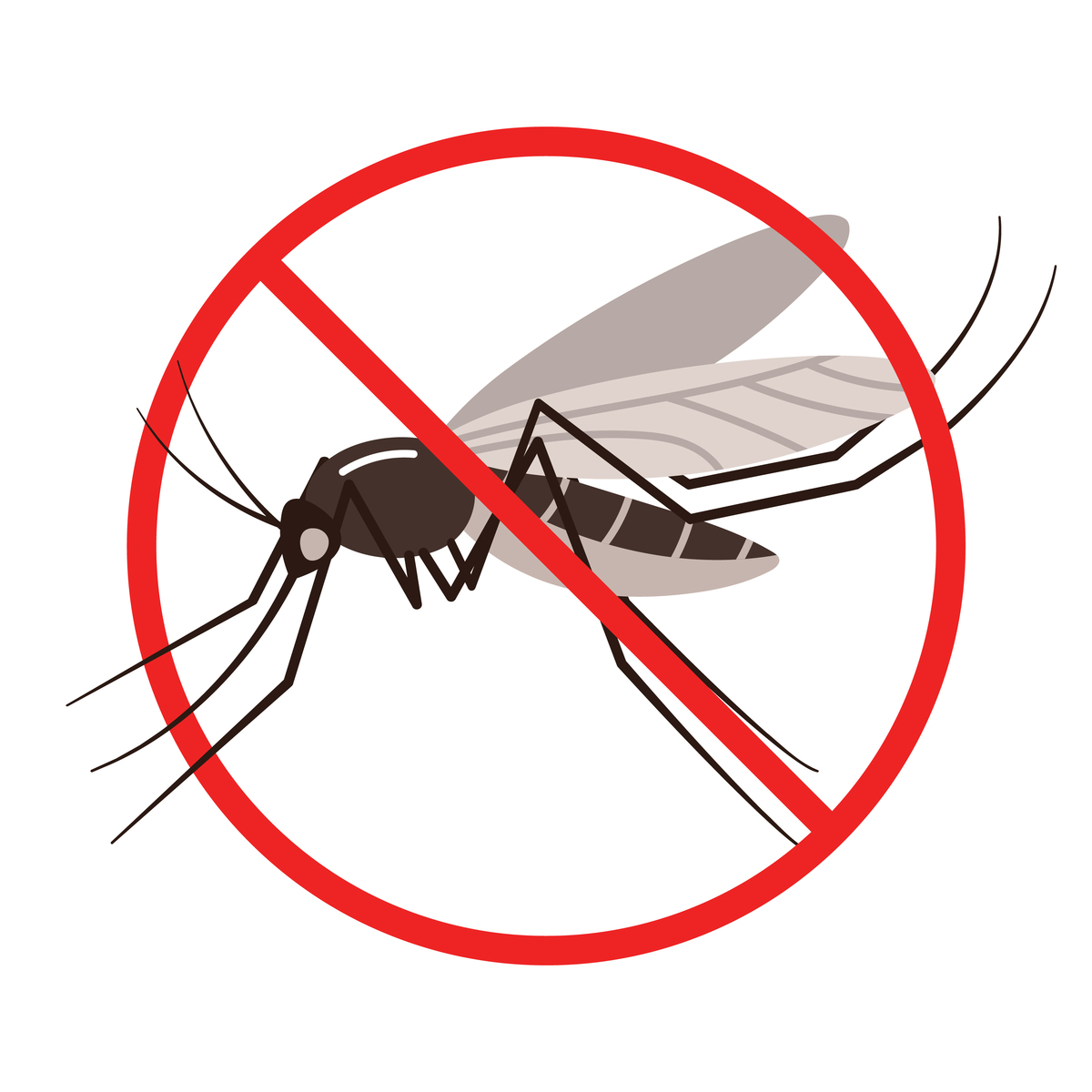 蚊子活动时间：何时最活跃？