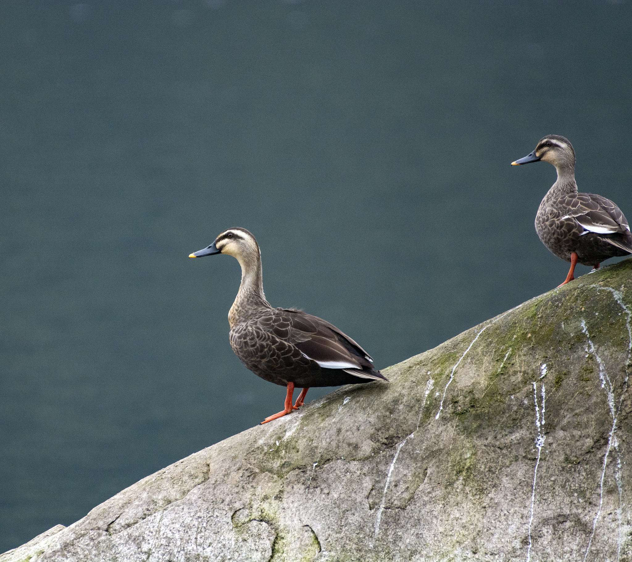 65.8亩土地按产量300-350公斤分配，每块土地产量分配结果