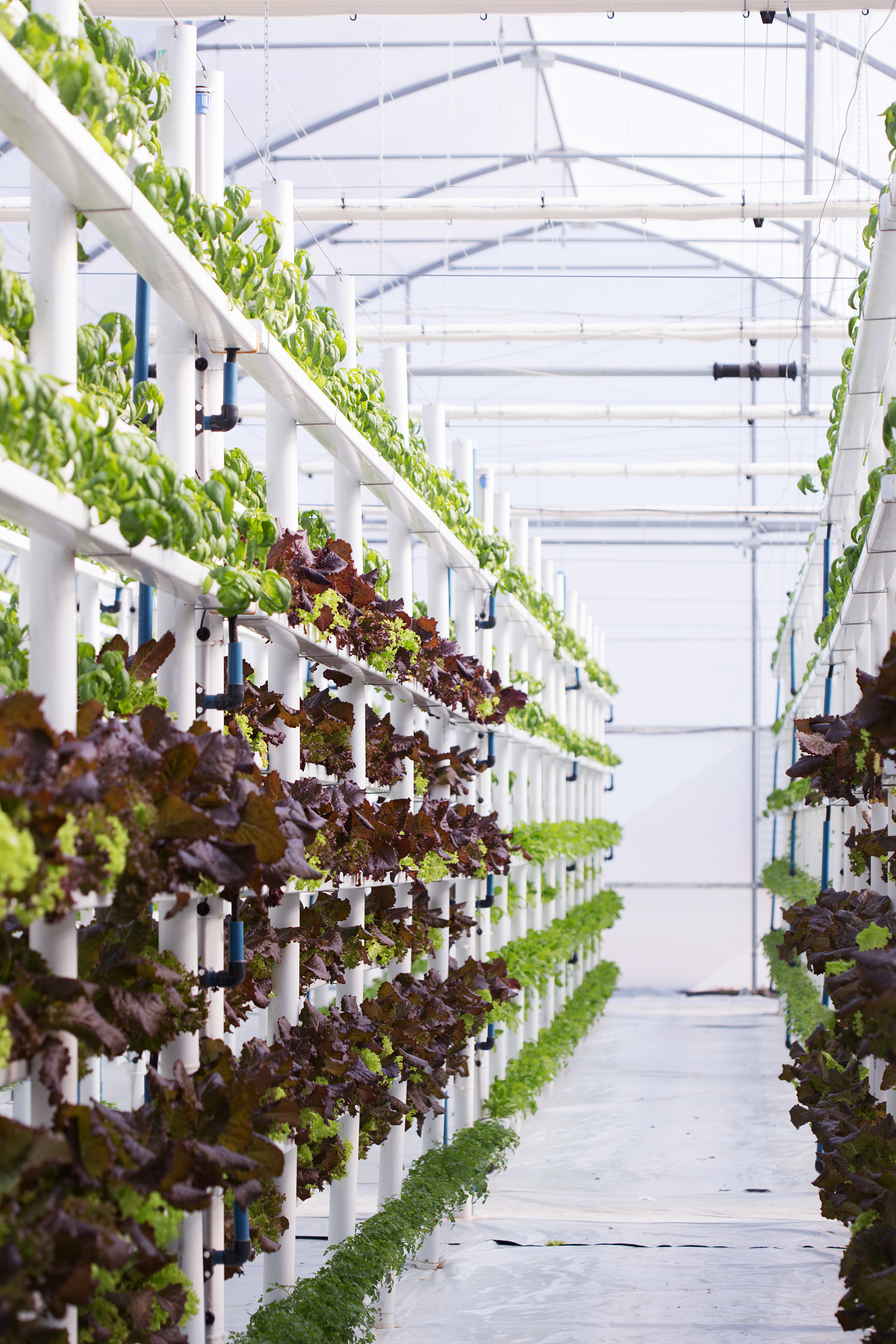 北京水培基地：无土栽培，绿色种植，打造健康生活