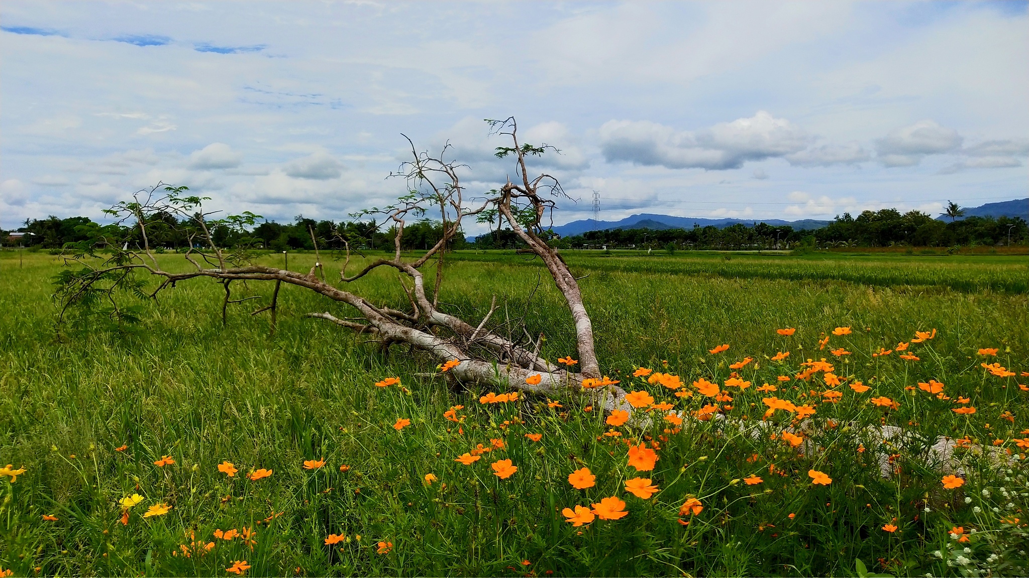 基于STM32的智能育花系统设计：提高效率、保障质量、节约资源
