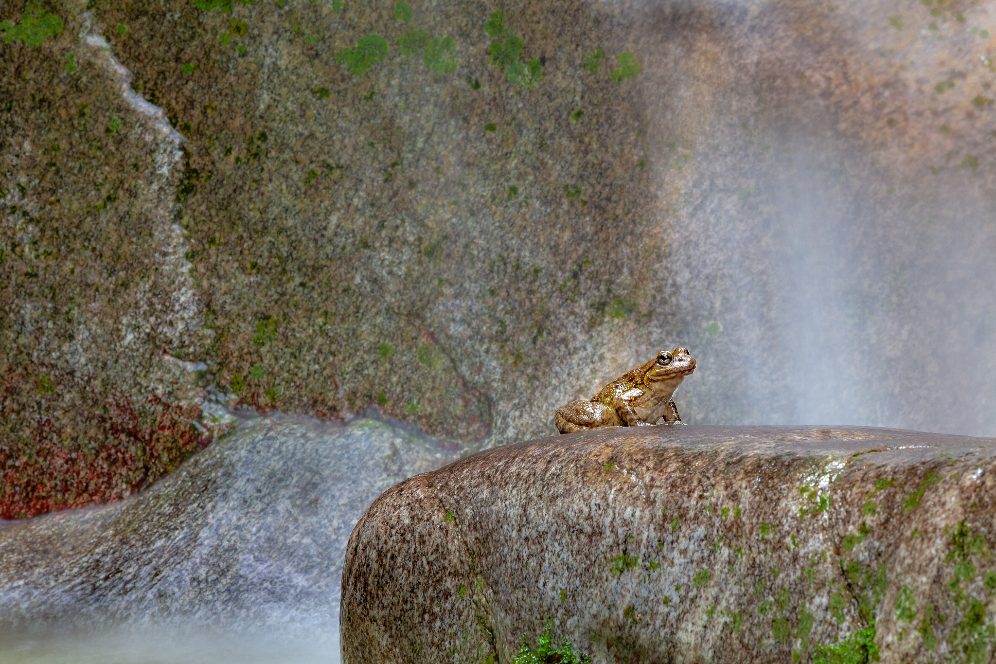 湖边的奇遇：鳄鱼与蜗牛的故事
