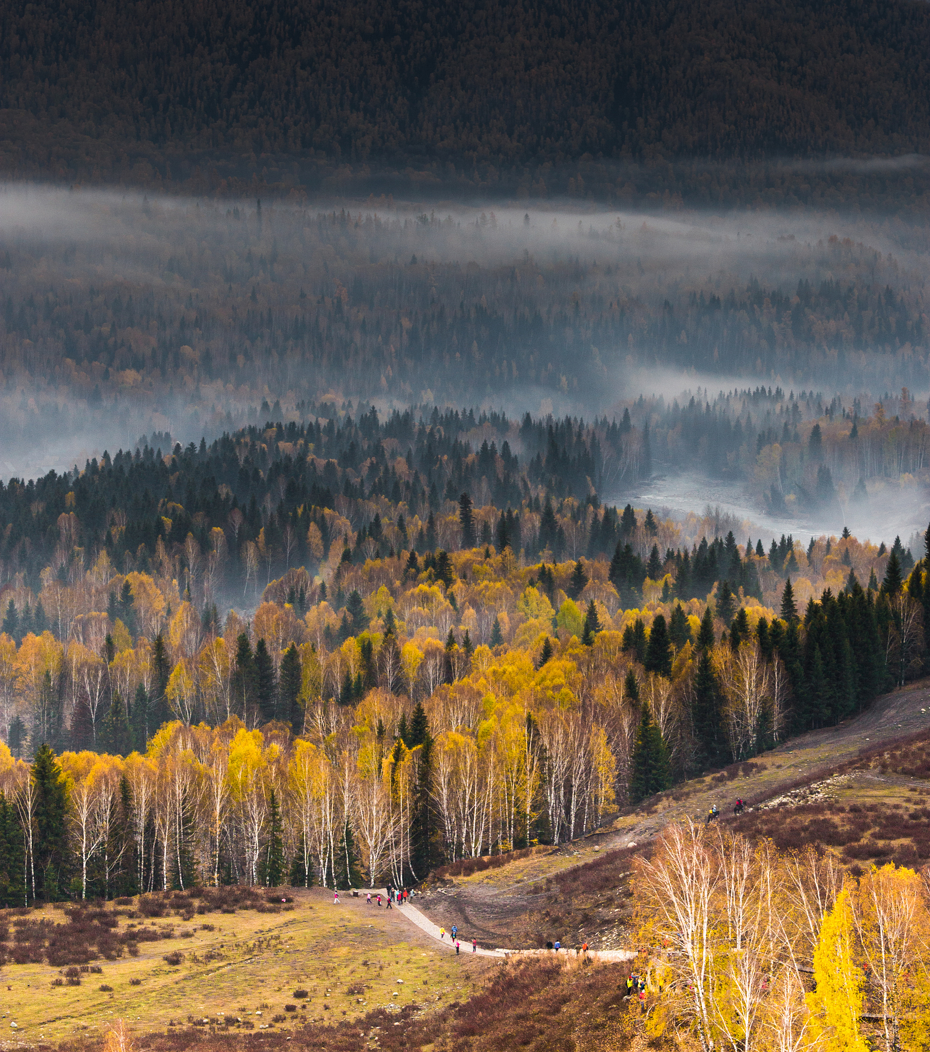 请用100字描述清晨禾木景象浓雾未散去山坡上的白桦林隐匿在阴影当中草原已经变成金黄色了