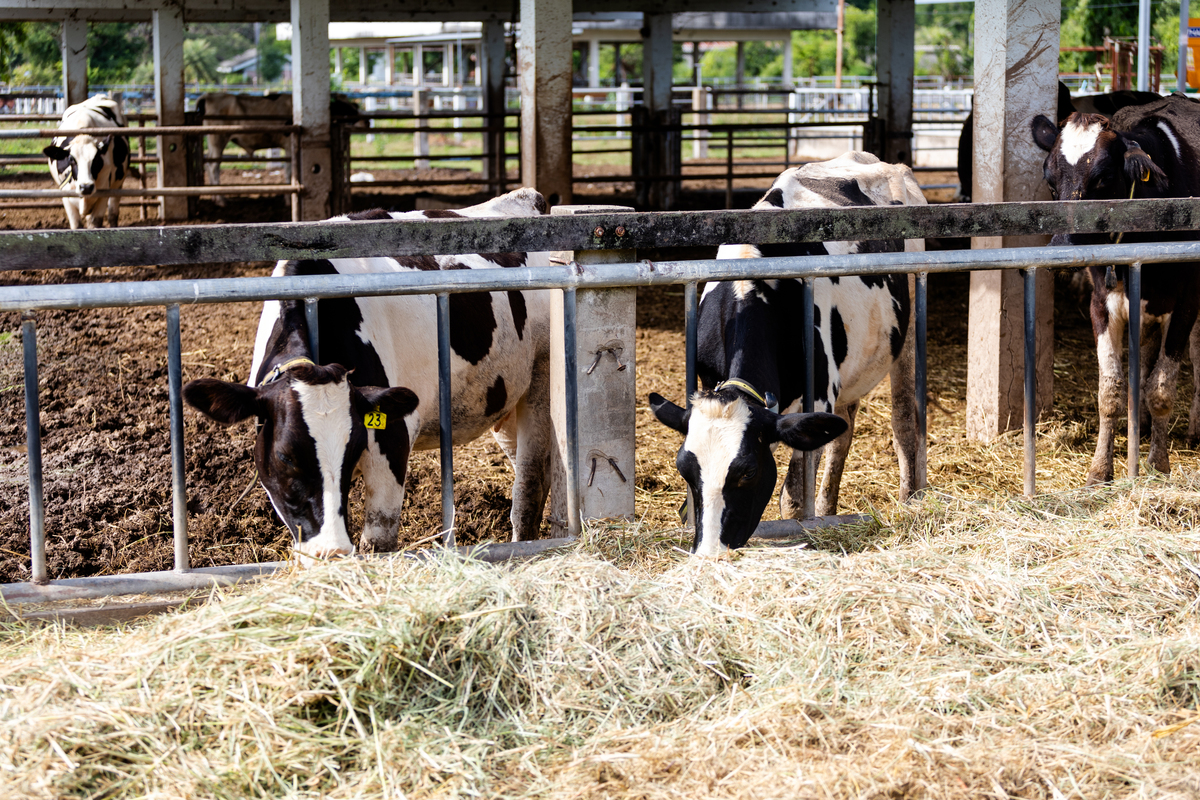奶牛锌的重要性：促进生长、免疫和繁殖