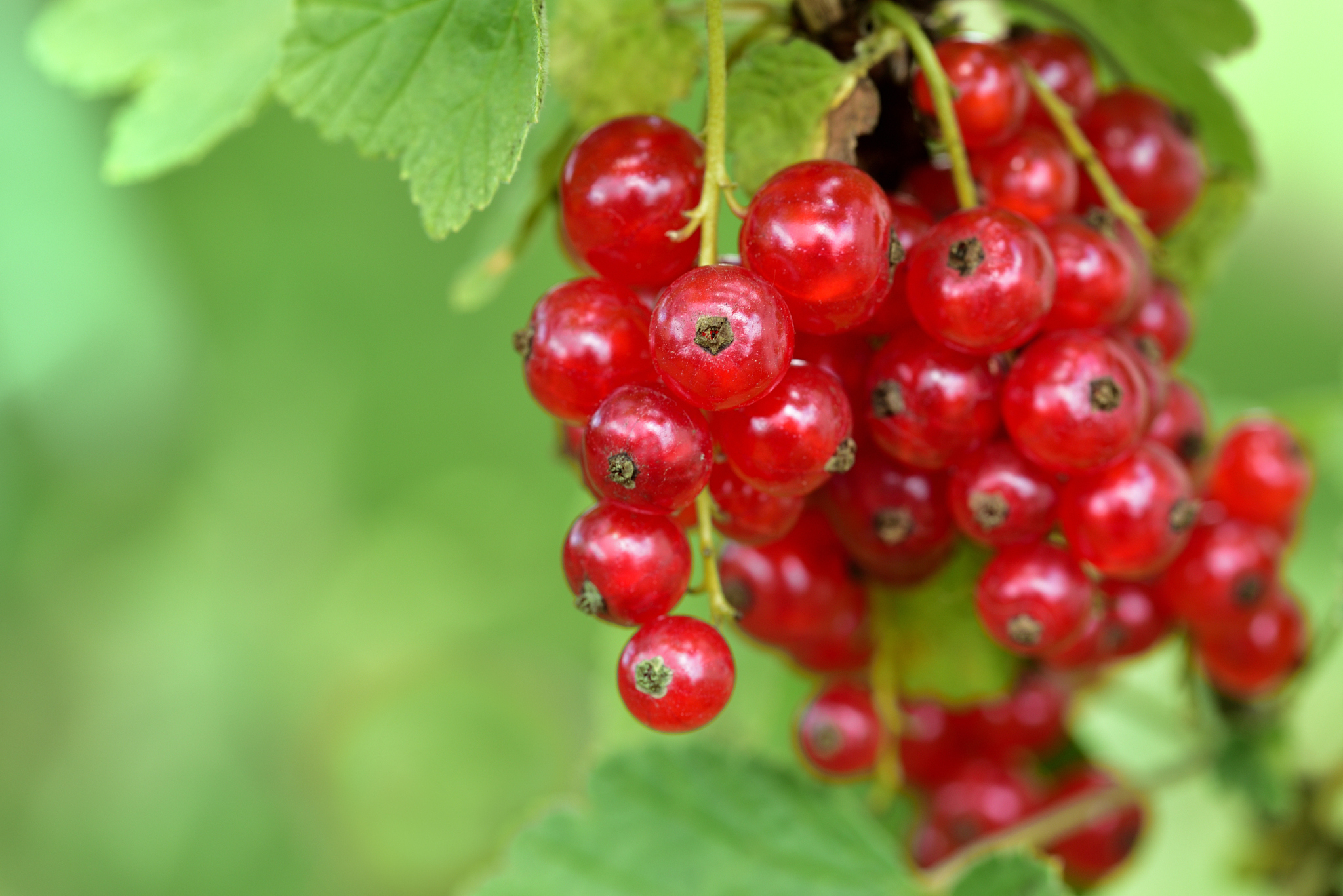 closeup of red fresh currants hanging on a bush against green ba