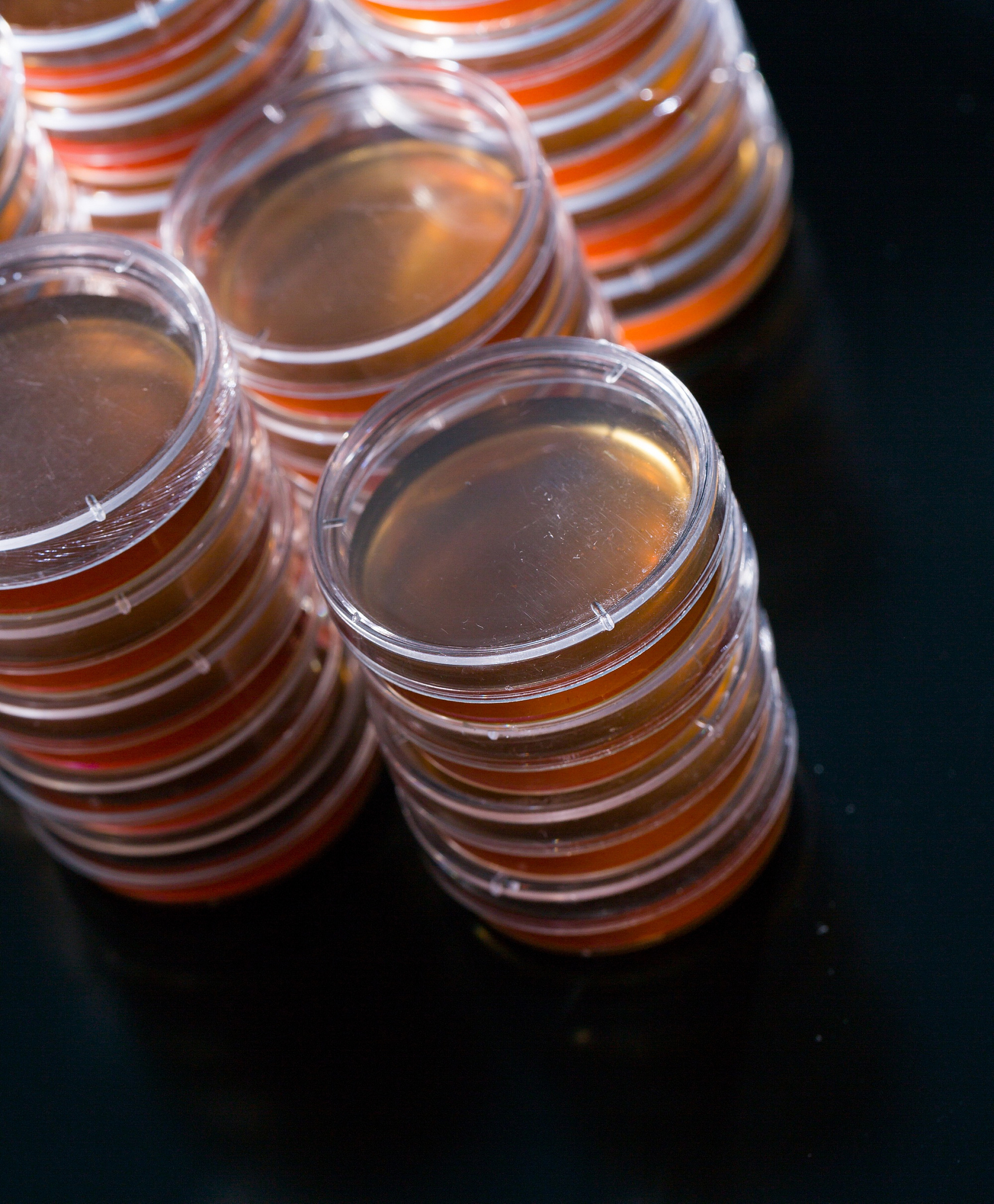 pile petri dish for growing cultures of microorganisms in doctor