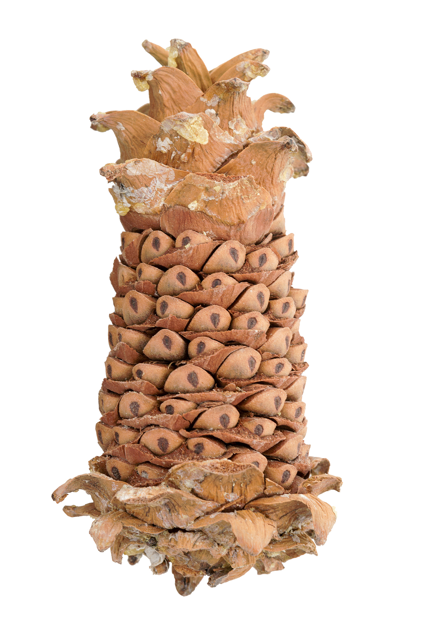 nuts cedar pine