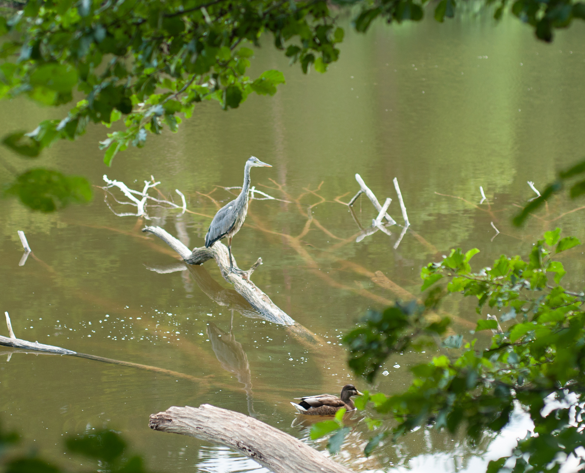 大自然的奇妙声音：感受生命的美好