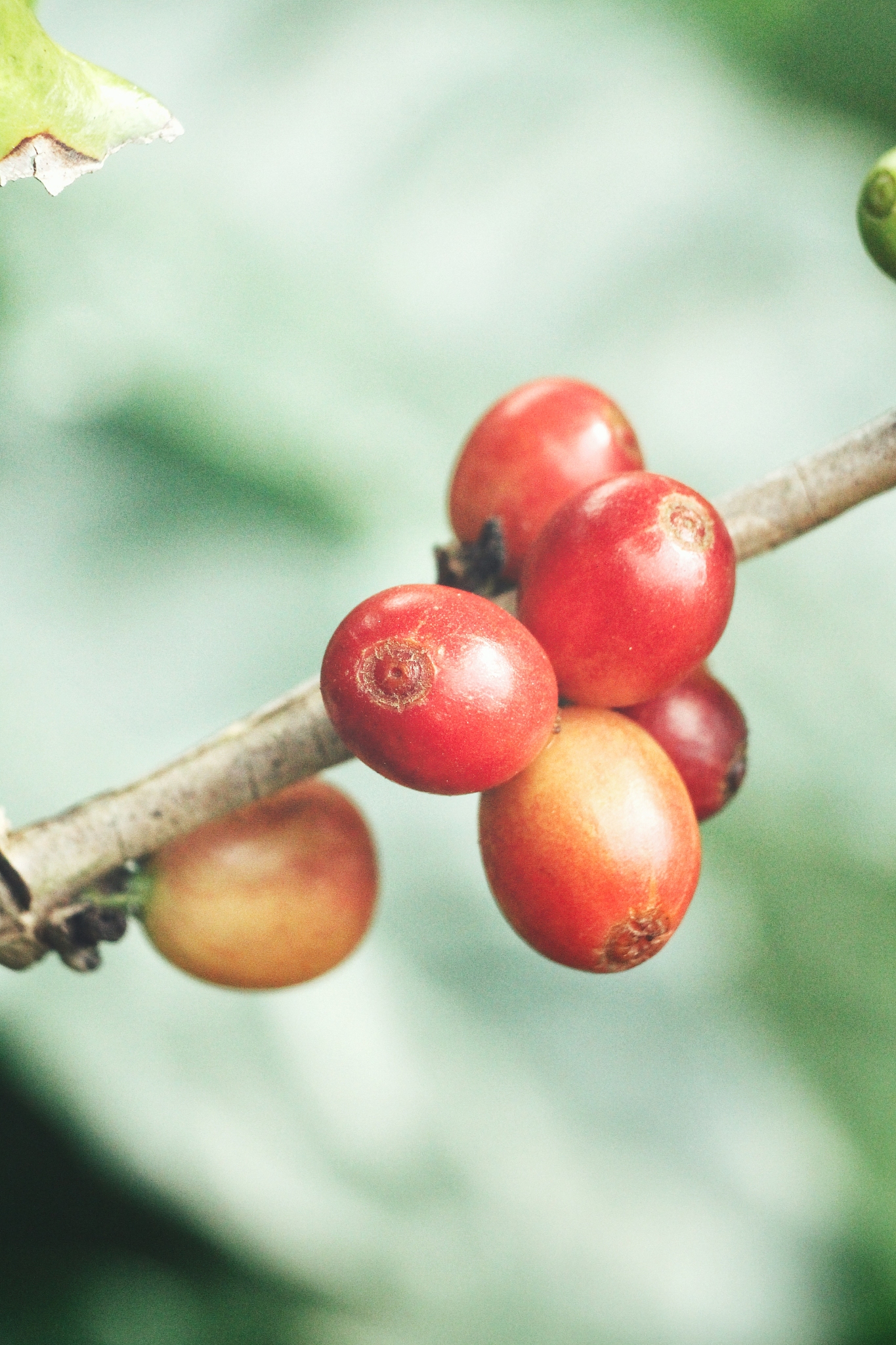 coffee plant