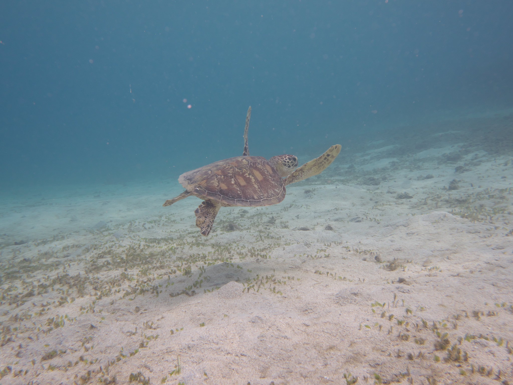 sea turtle near kasari fishing port at amami oshima, kagoshima, 