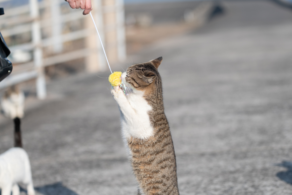 小猫如何参与你的生活：陪伴、游戏、训练、社交等