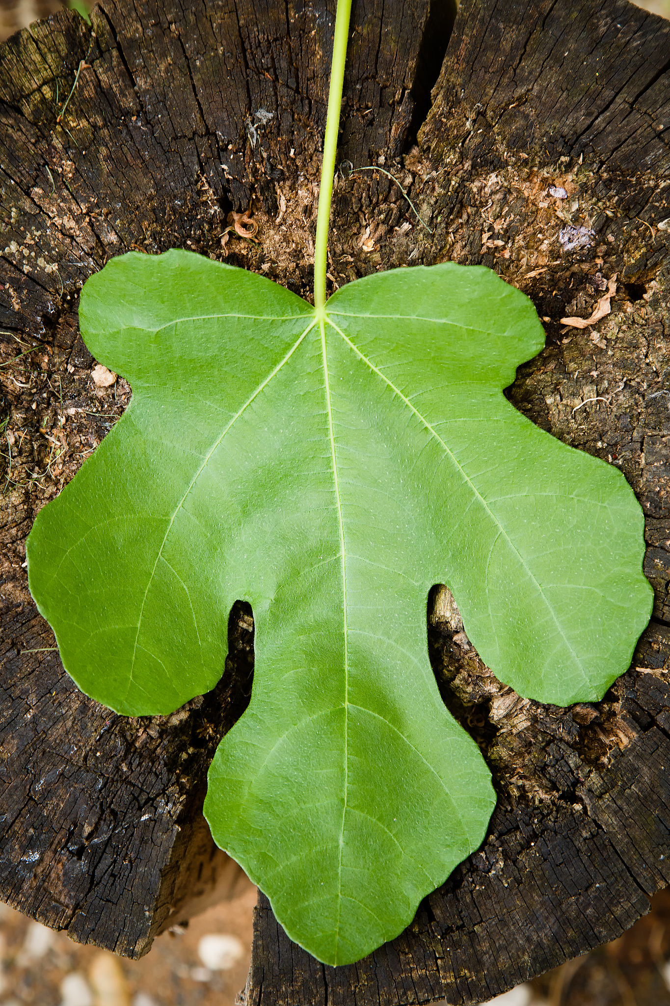 fig leaf