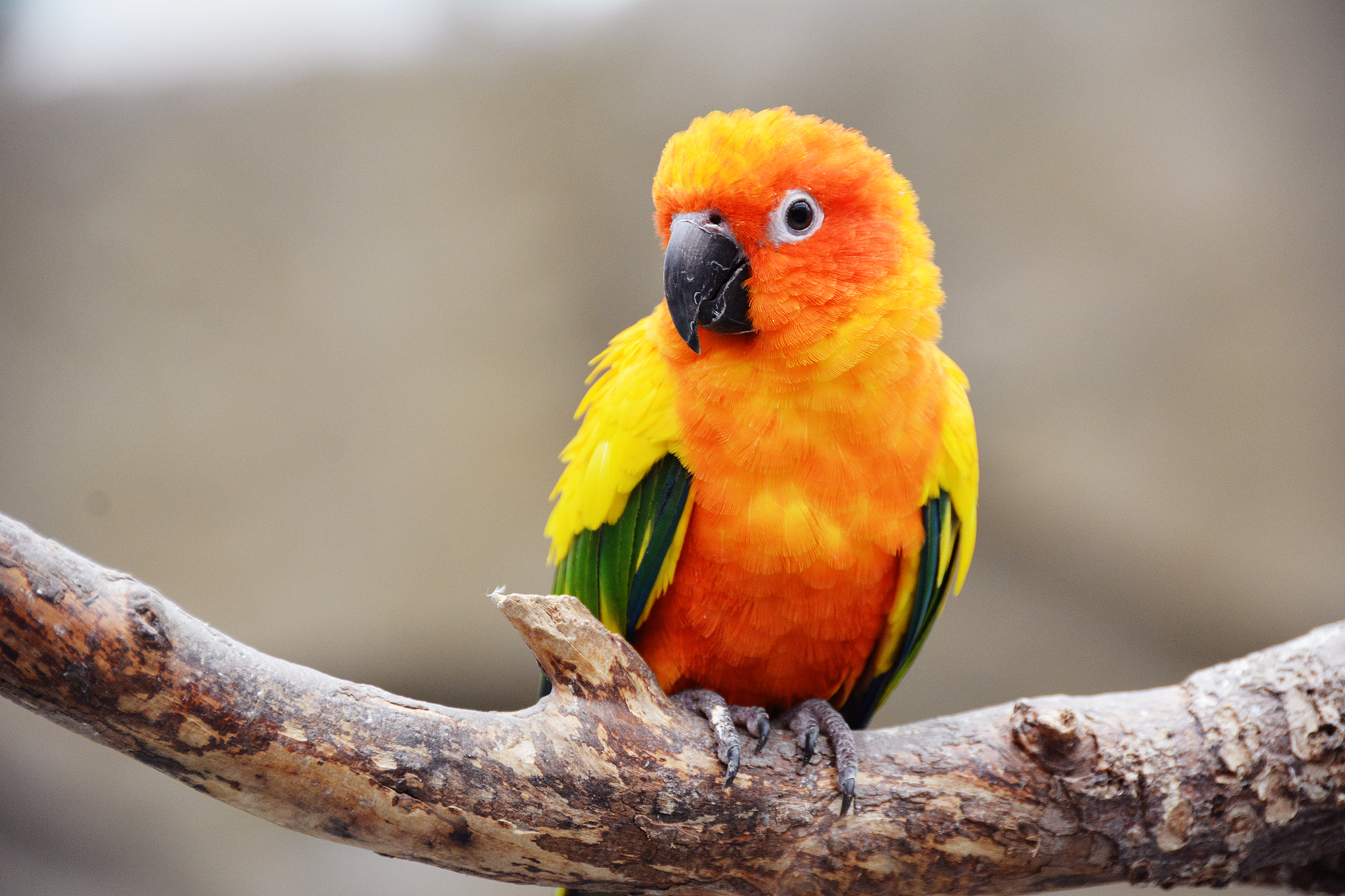 给我讲一个特别好笑的笑话吧