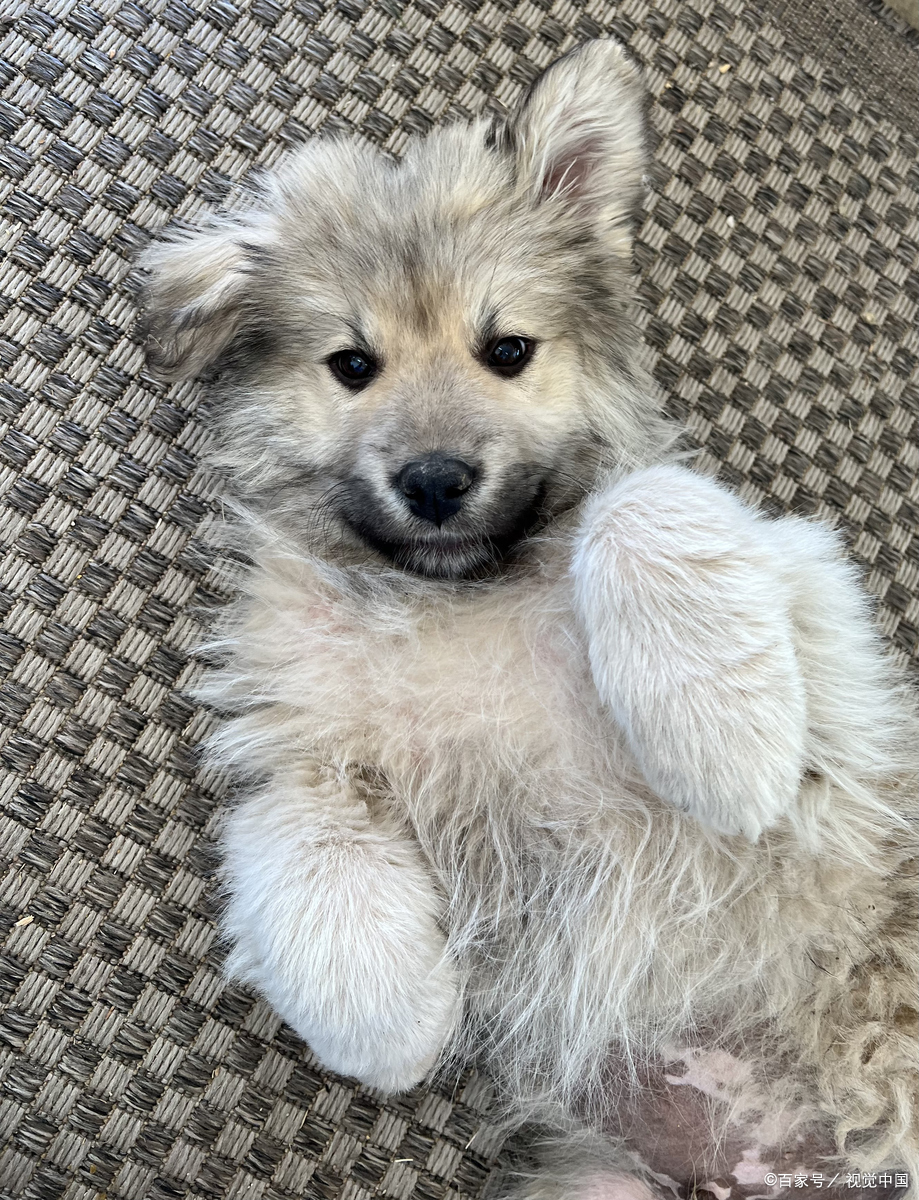 狗狗健康增肥指南：科学喂养不虚胖